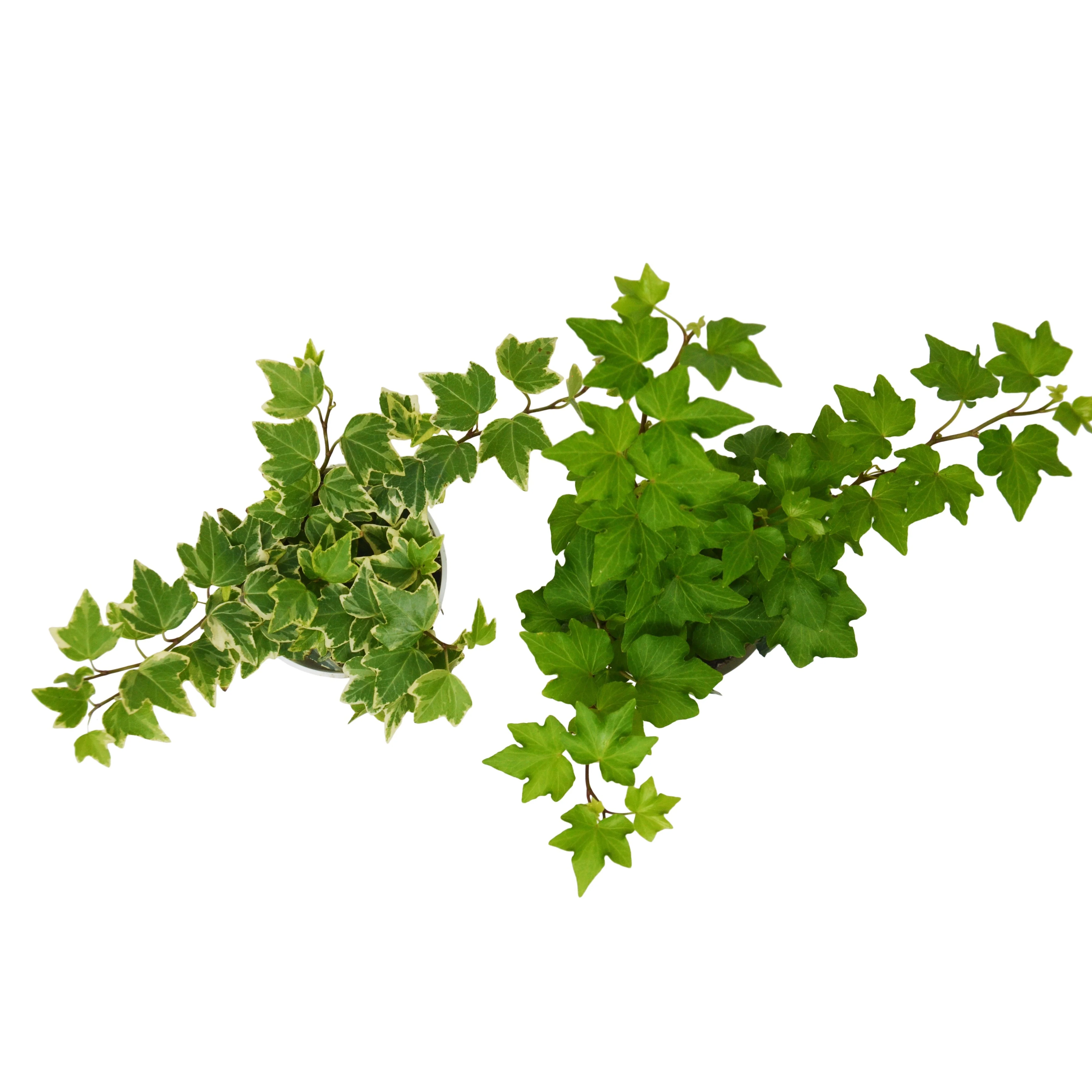 2 English Ivy Variety Pack - Live House Plant - FREE Care Guide - 4" Pot - Image 4