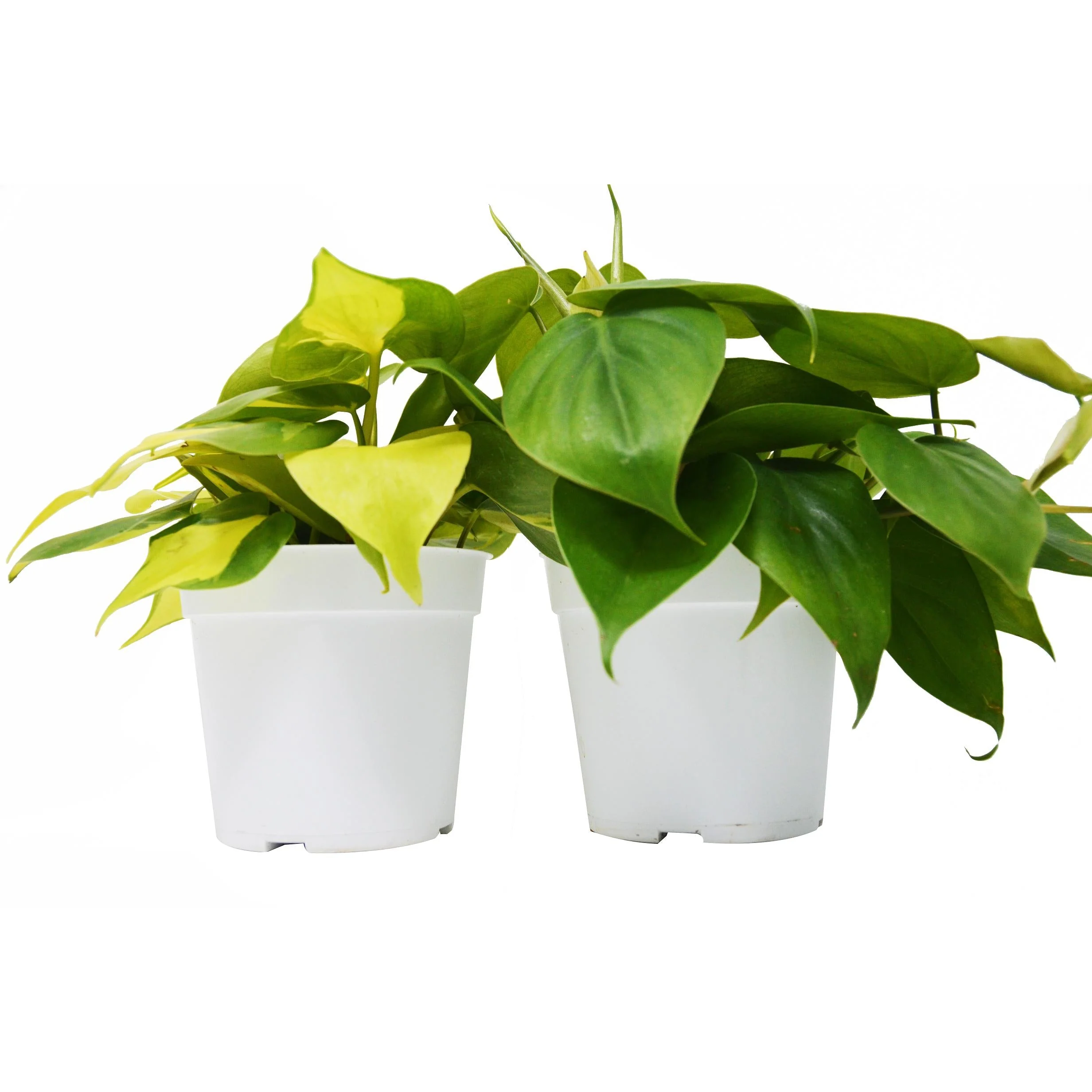 2 Philodendron Variety Pack - 4" Pot - Image 2