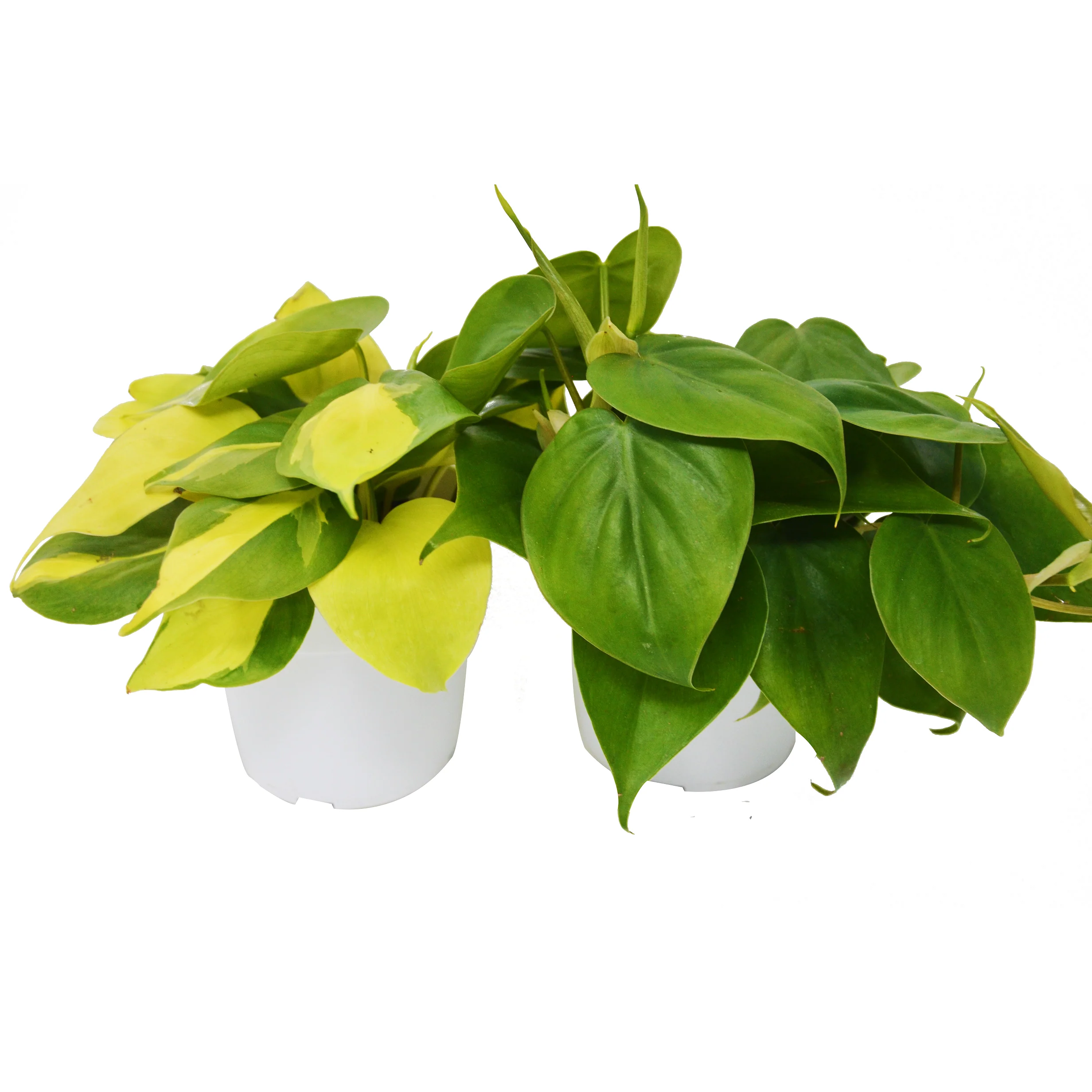 2 Philodendron Variety Pack - 4" Pot - Image 3