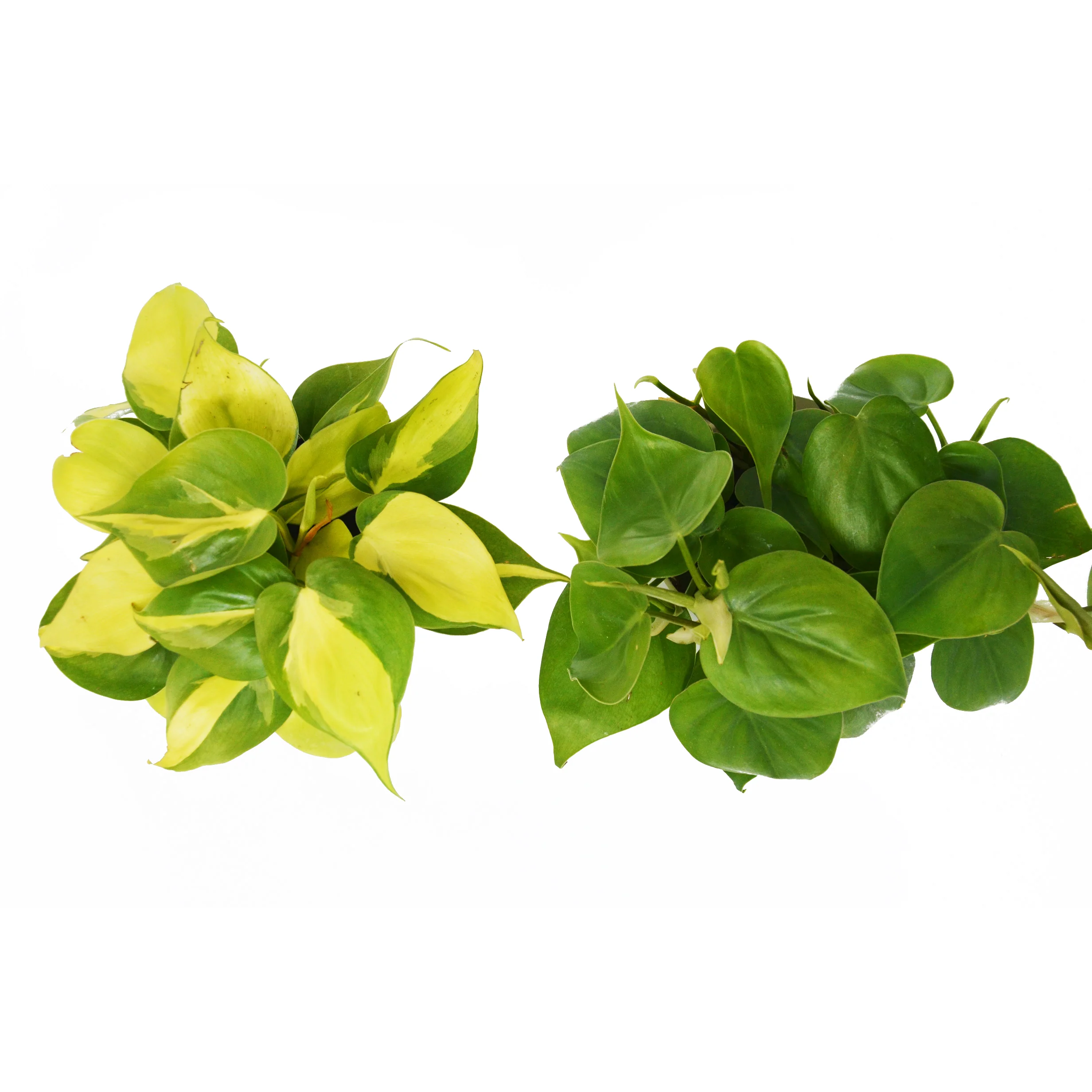 2 Philodendron Variety Pack - 4" Pot - Image 4