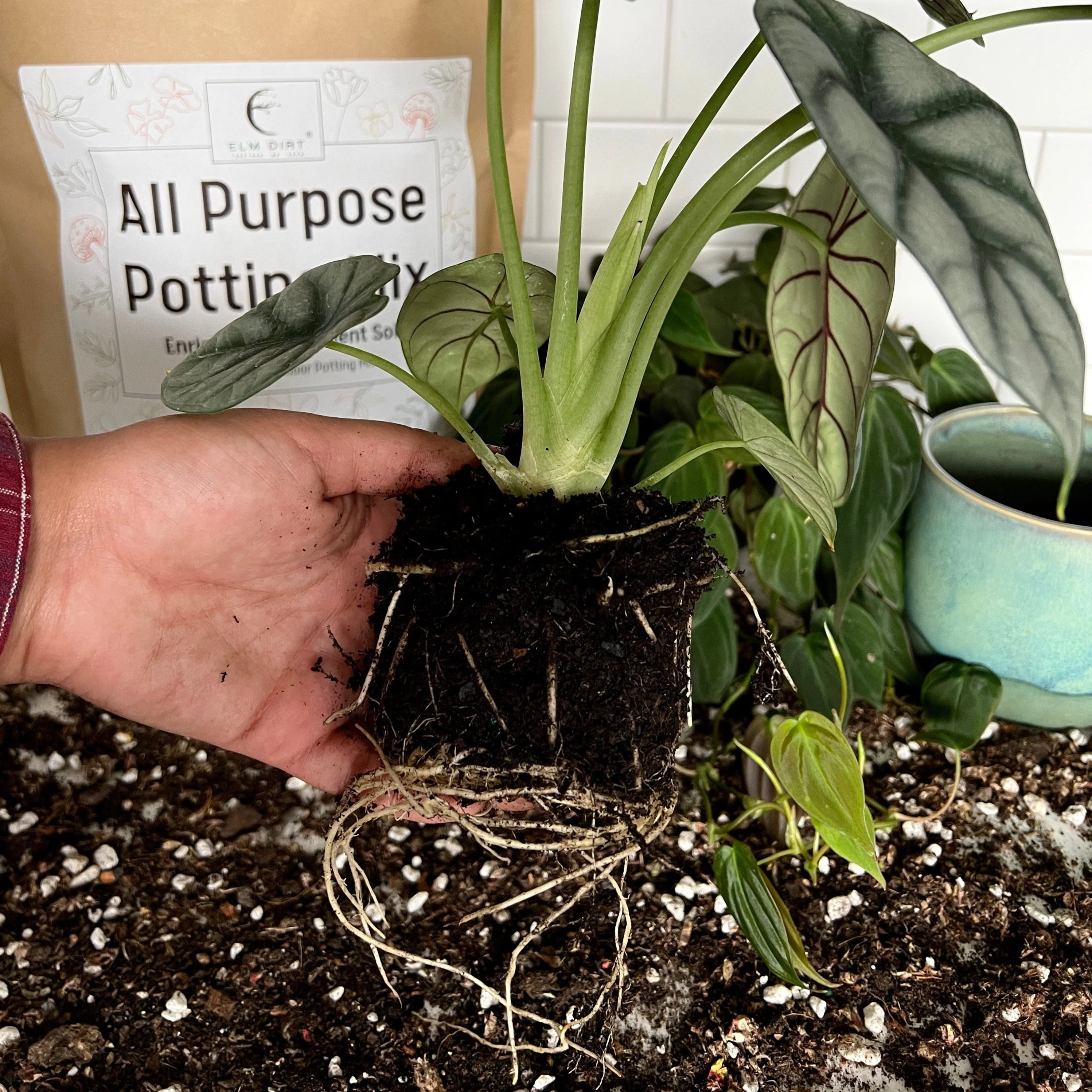 All-Purpose Soil Mix by Elm Dirt - Image 7