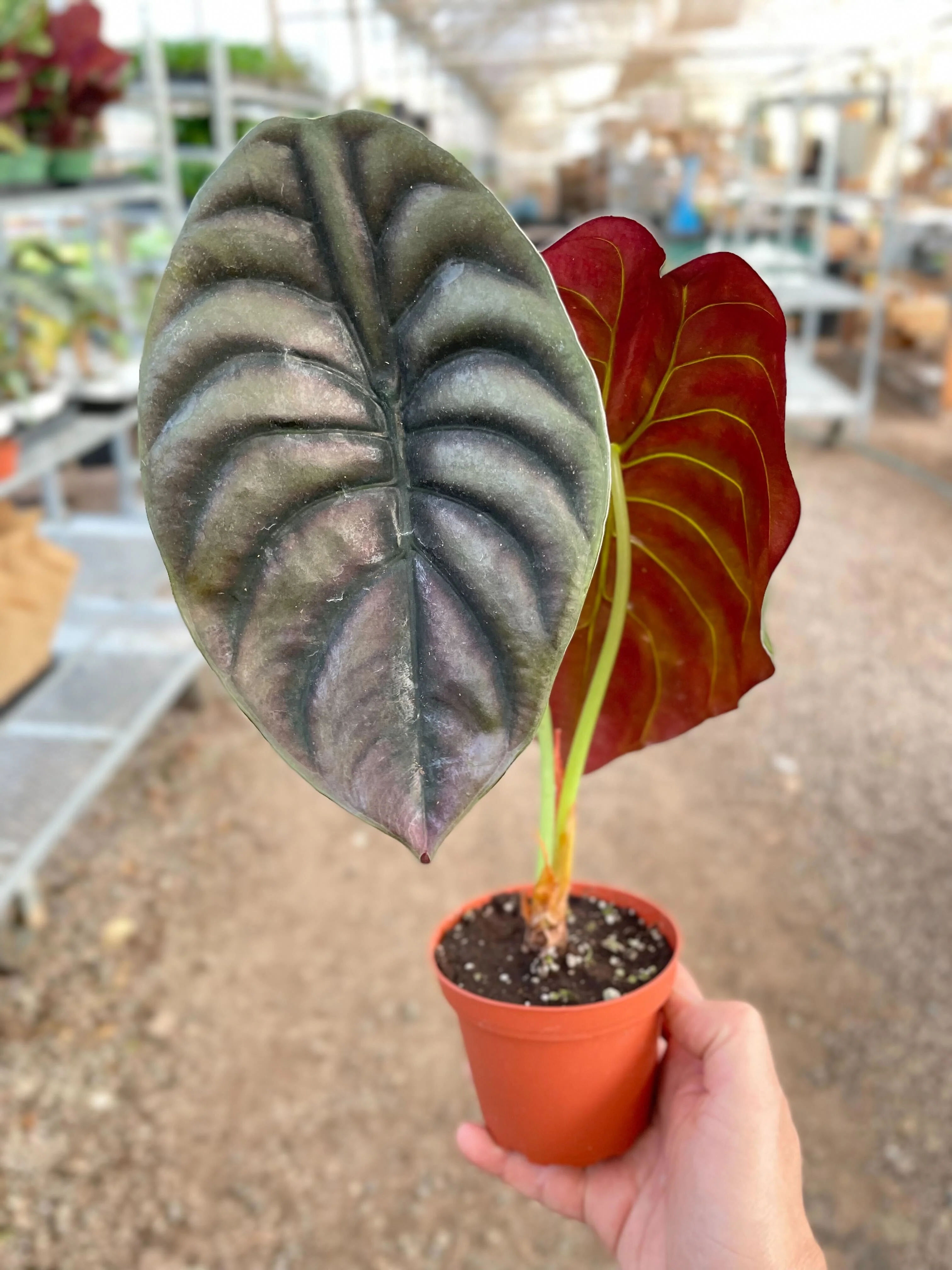 Alocasia 'Red Secret' - Image 2