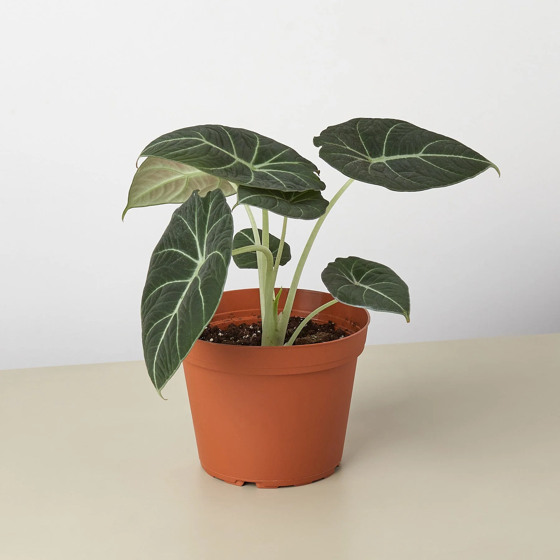 Alocasia Reginula 'Black Velvet' - Image 3