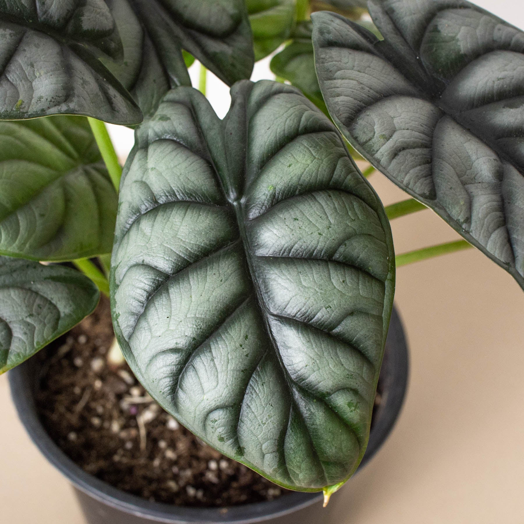 Alocasia 'Silver Dragon' - Image 5