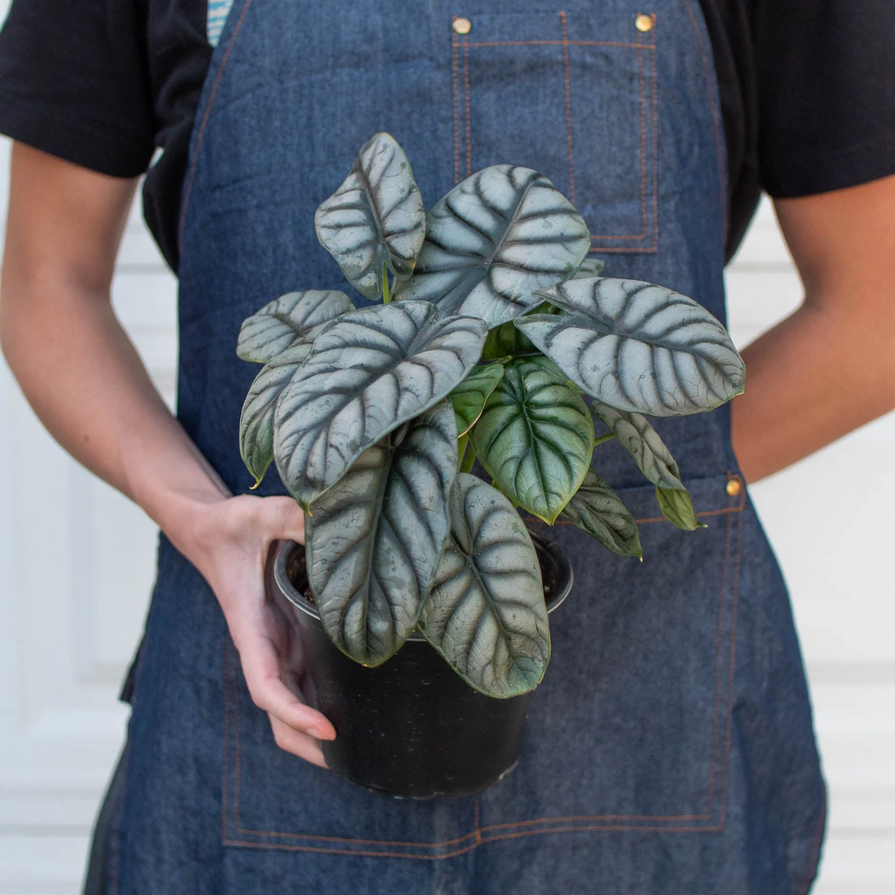 Alocasia 'Silver Dragon' - Image 6
