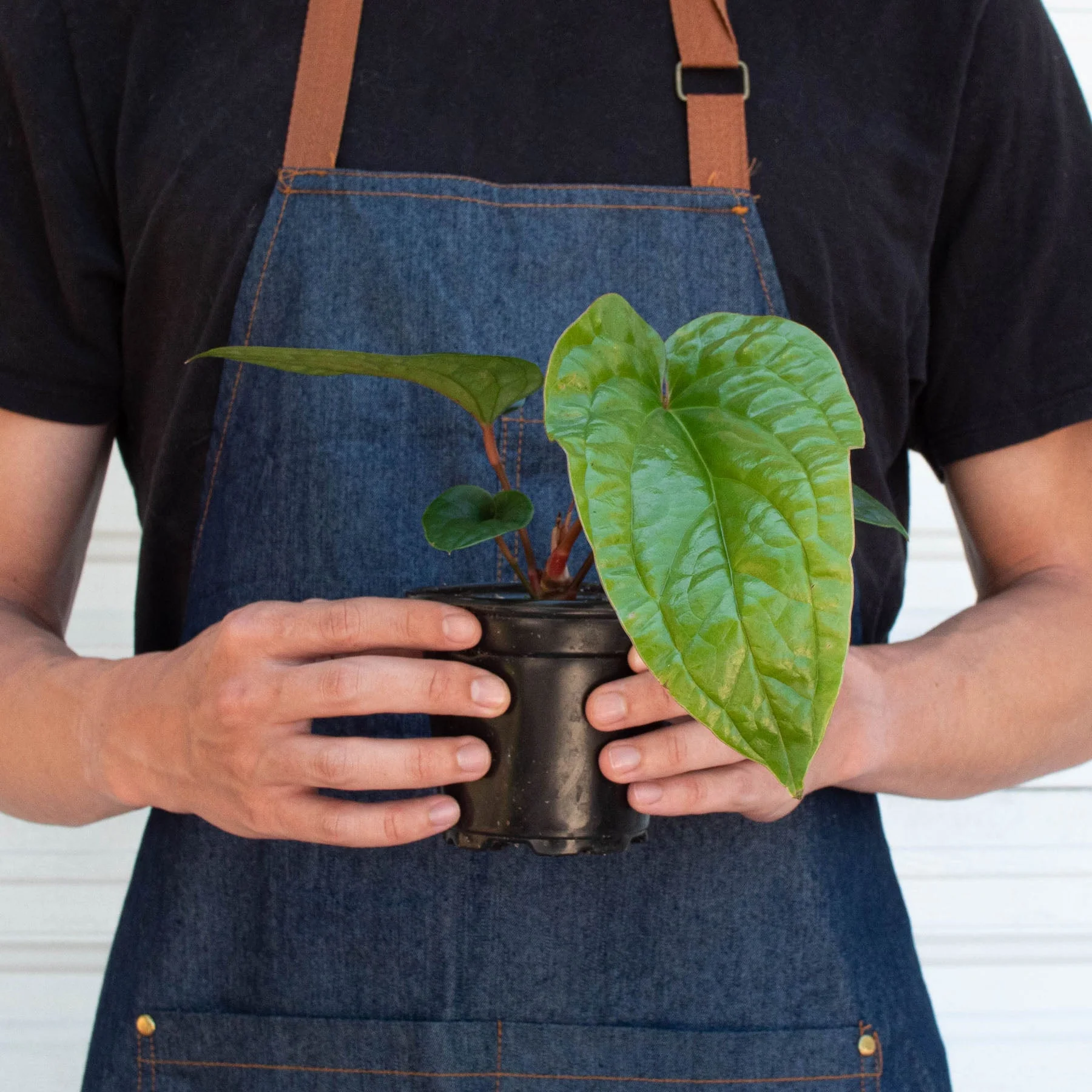Anthurium 'Radicans x Luxurians' - Image 3
