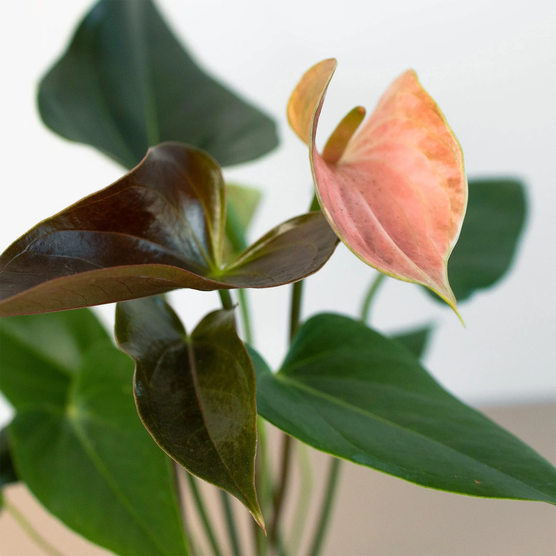 Anthurium Rainbow Champion - 4" Pot - Image 3