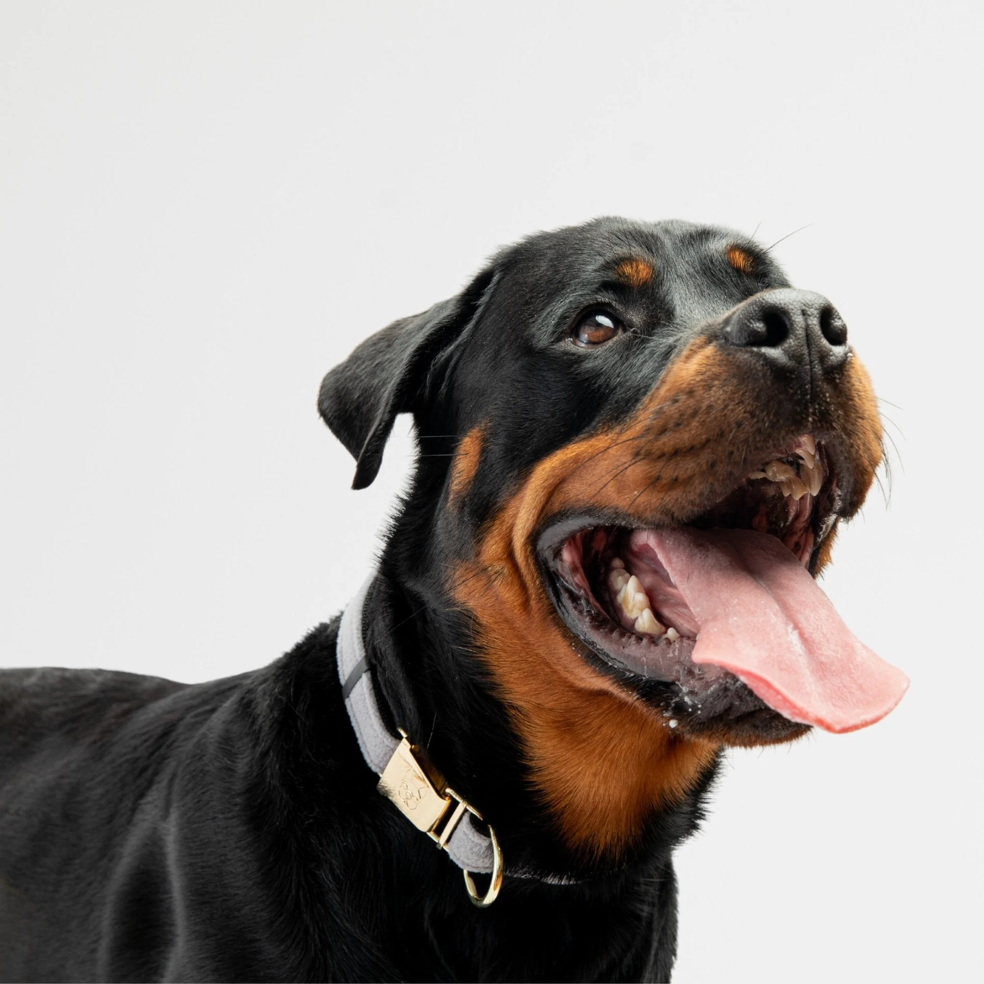 Aquafleece Dog Collar - Grey - Image 2