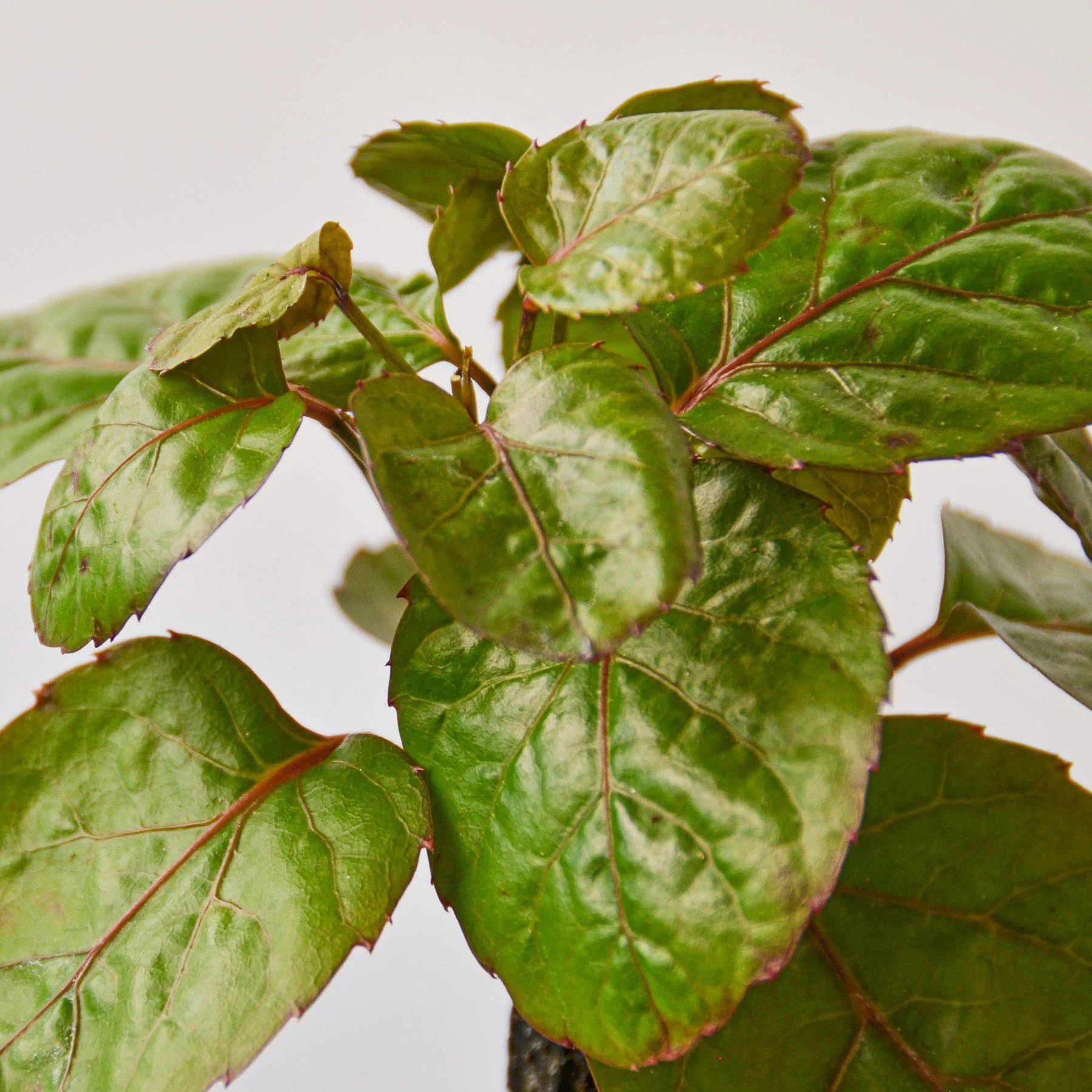 Aralia Fabian Stump 'Polyscias Scutellaria' - Image 5