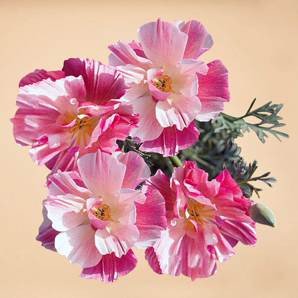 Aries Seed Bundle - Image 9