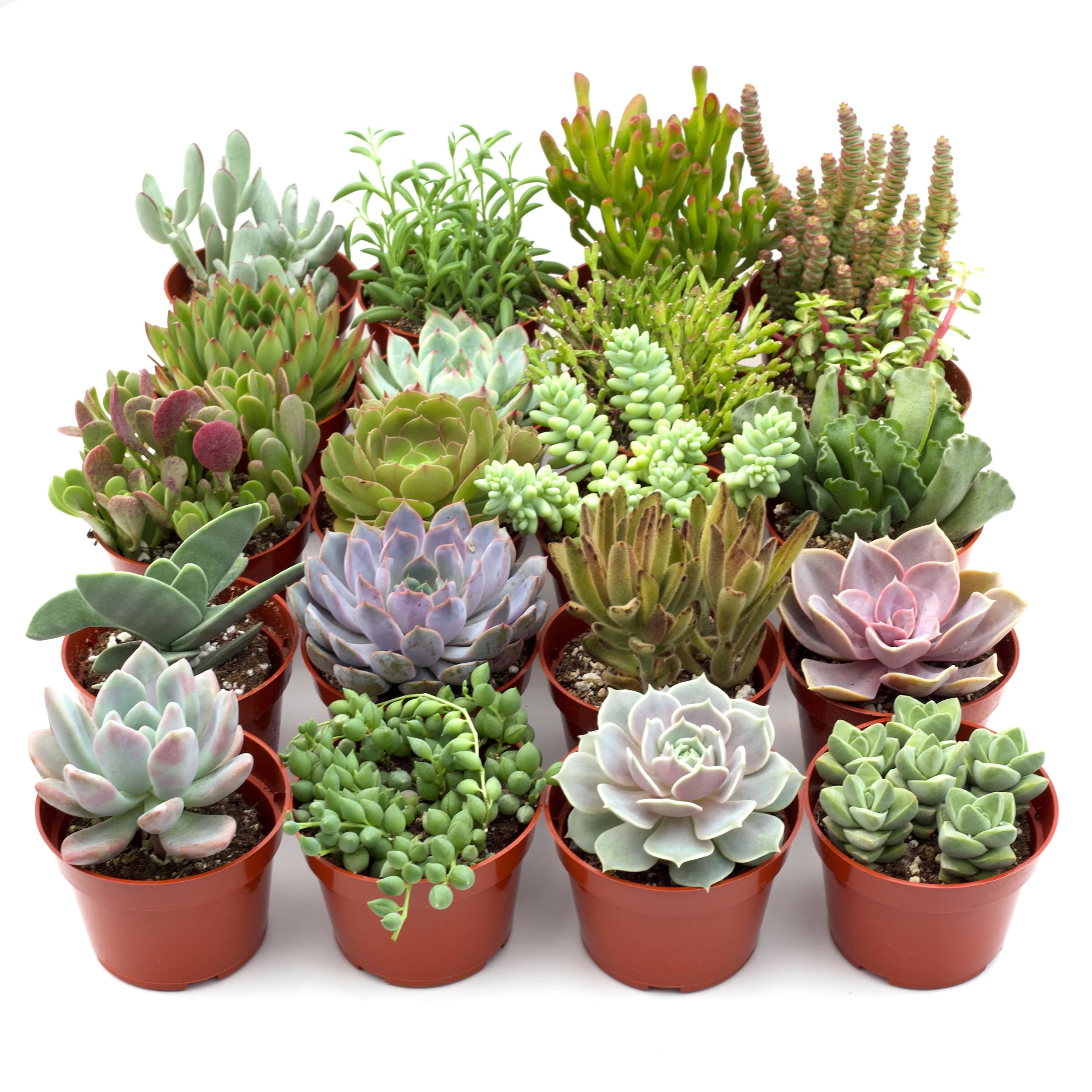 Assorted Succulent Variety - Image 3
