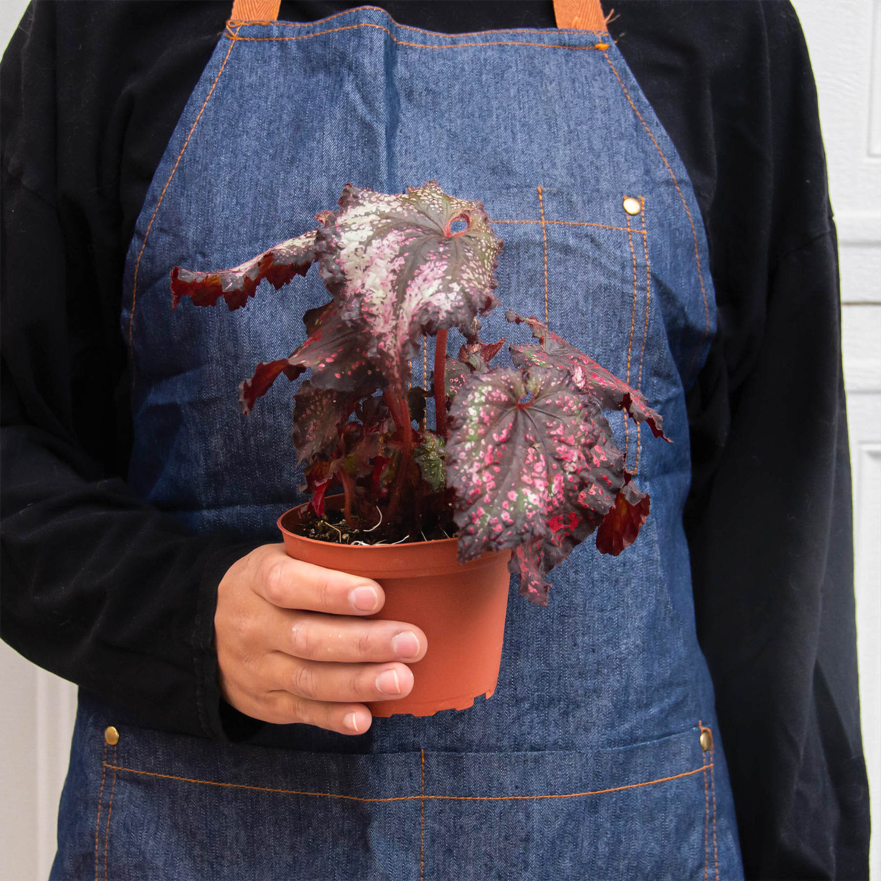 Begonia 'Rex' - 4 Pack Variety - Image 10