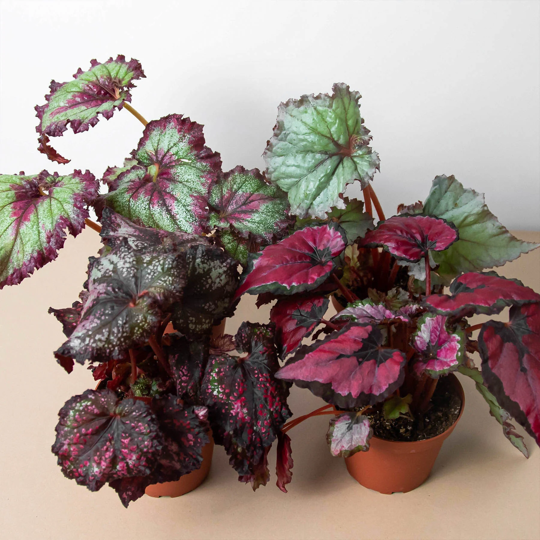 Begonia 'Rex' - 4 Pack Variety - Image 2