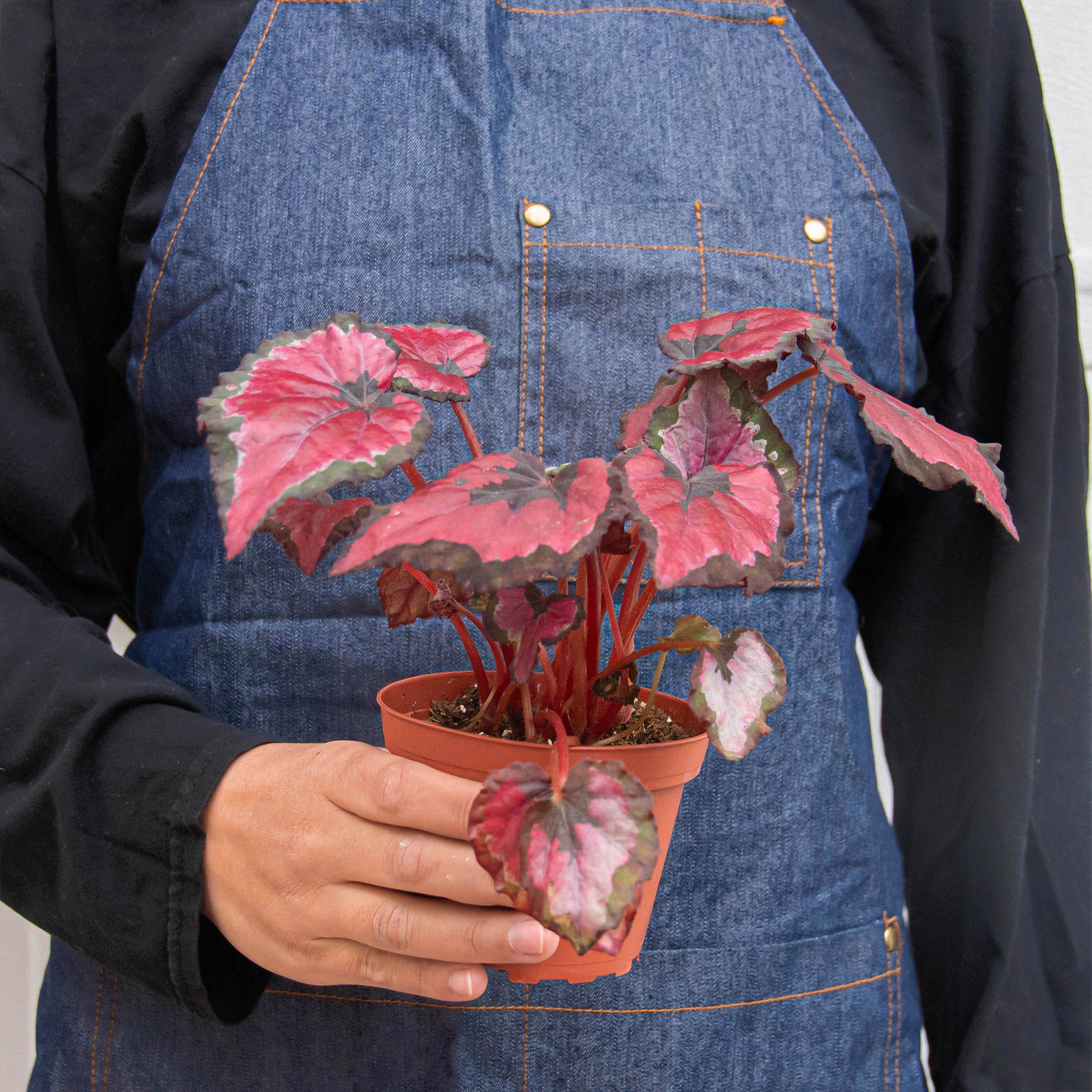 Begonia 'Rex' - 4 Pack Variety - Image 8