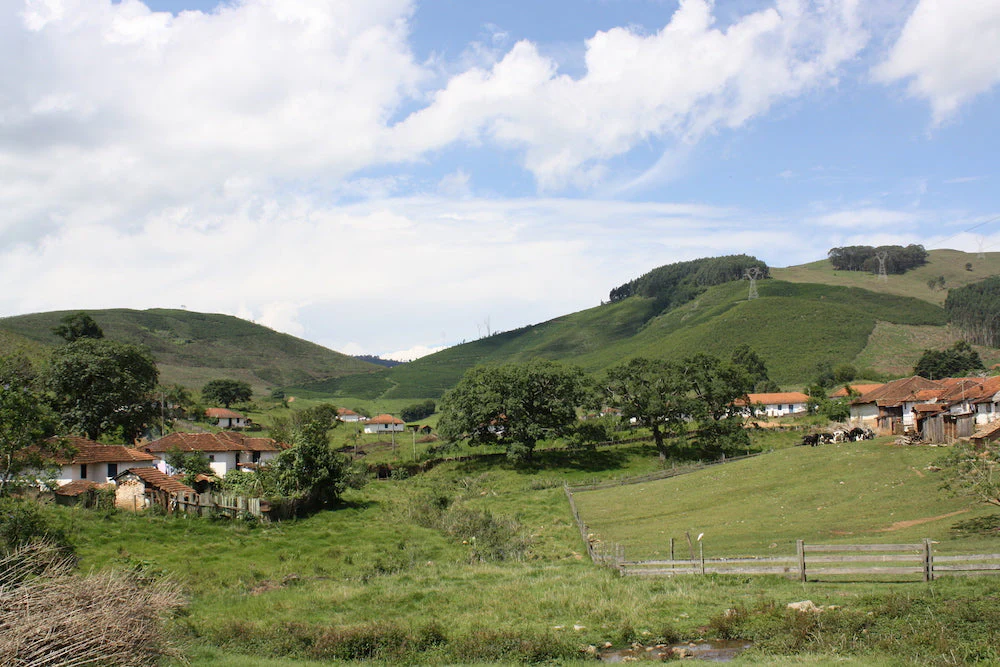 Brazil Decaf - Image 7