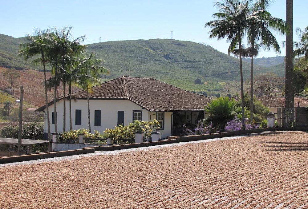 Brazil Decaf - Image 8