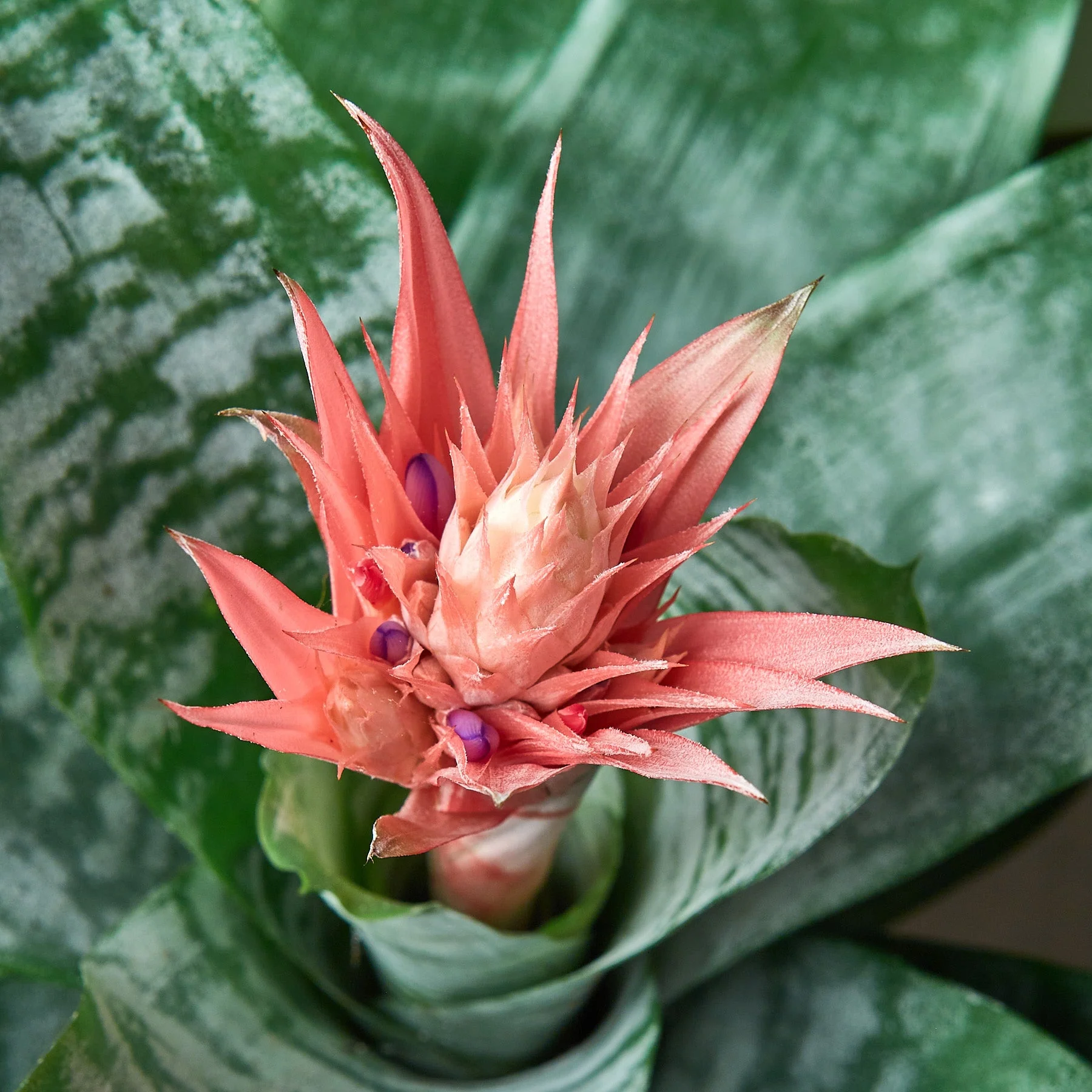Bromeliad 'Silver Vase' - Image 2
