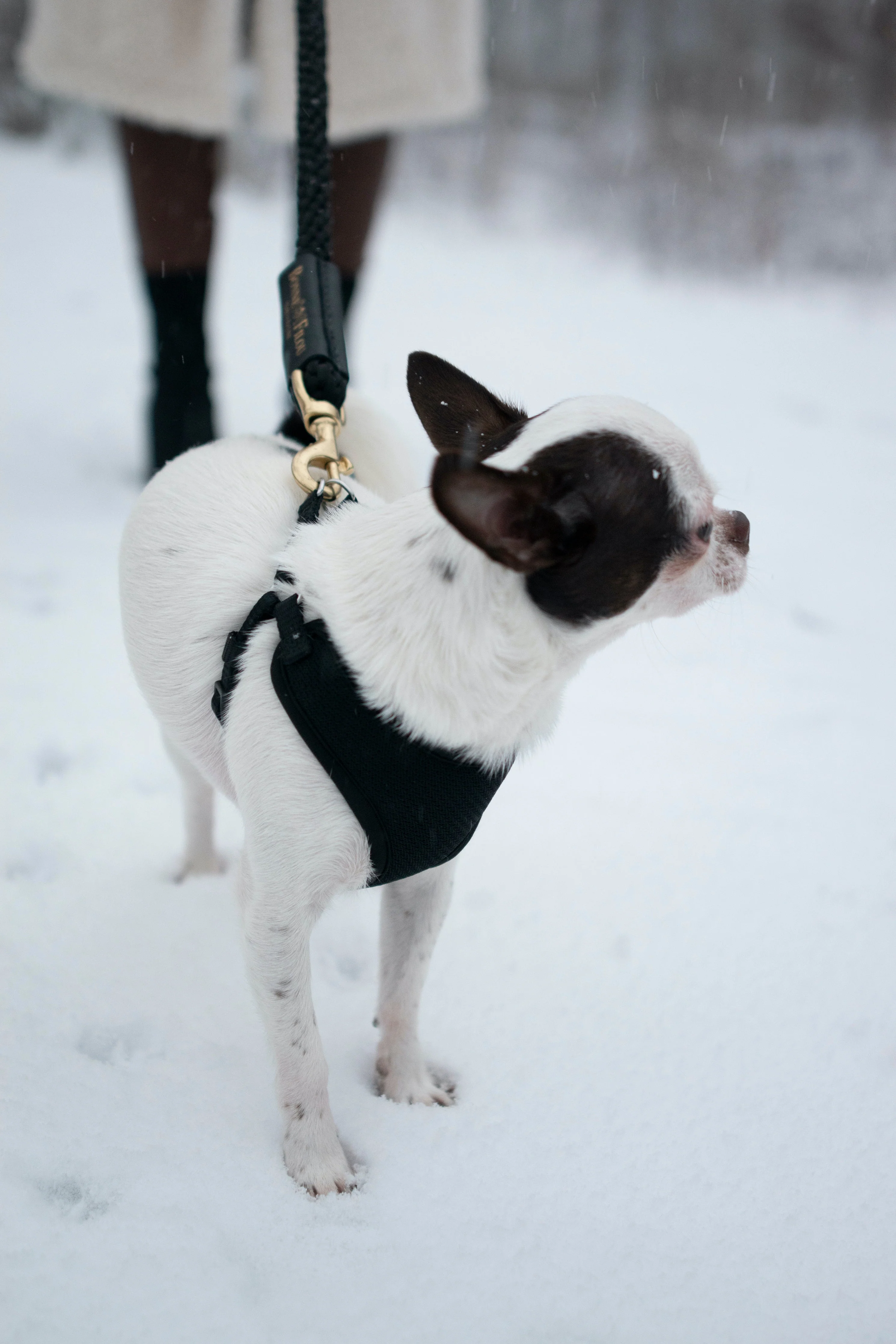 Bundle Shearling Fur Grip + Rope Leash for Dogs - Image 9