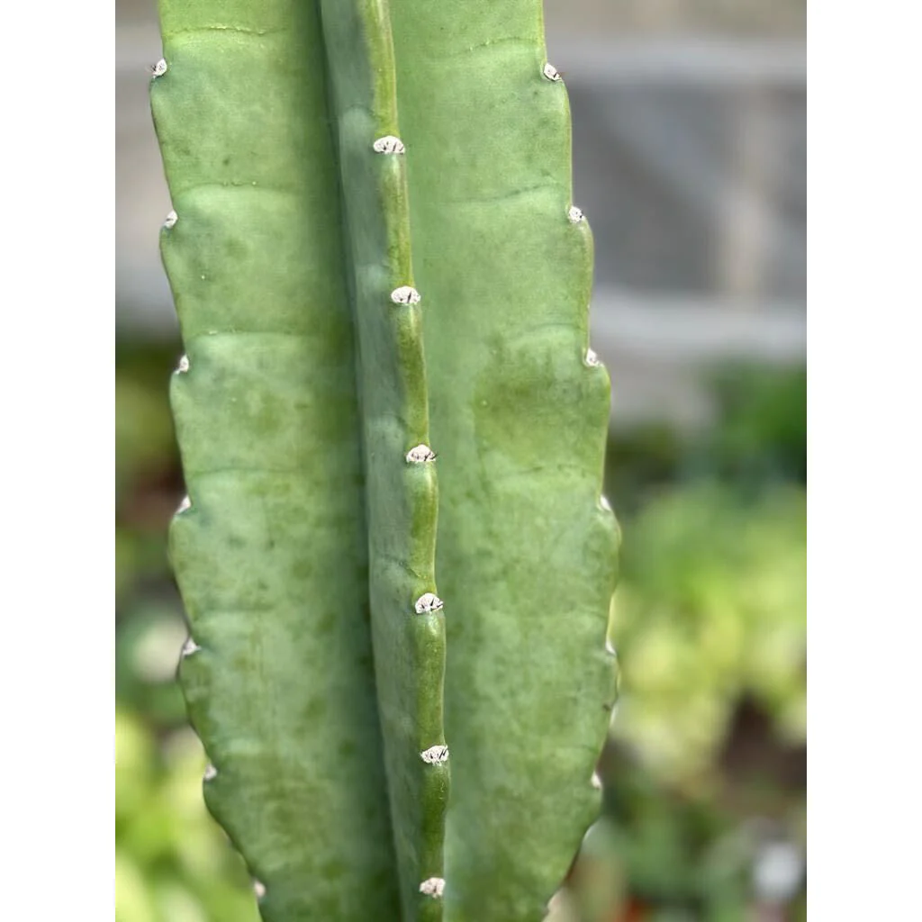 Cactus Cereus Peruvianus - 3 FT - Image 4