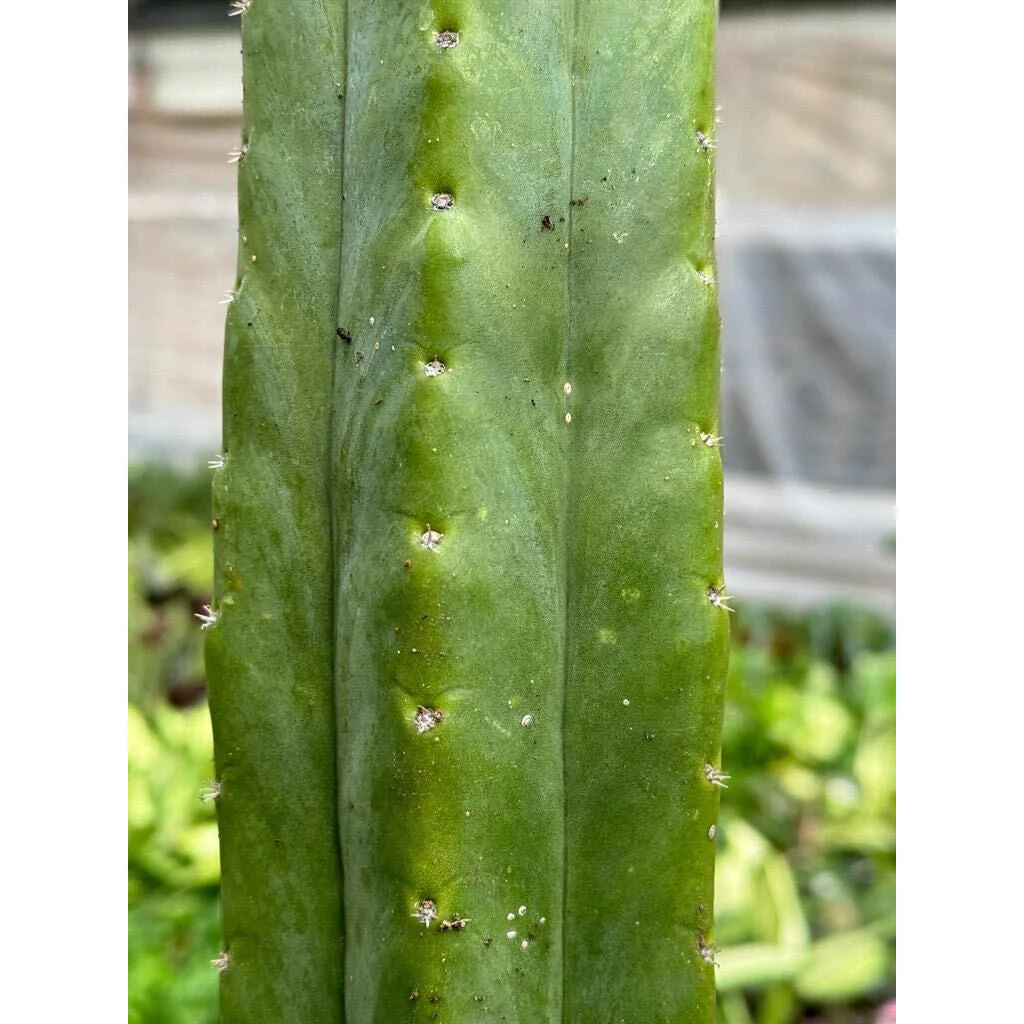 Cactus Echinopsis Pachanoi - 2FT - Image 2