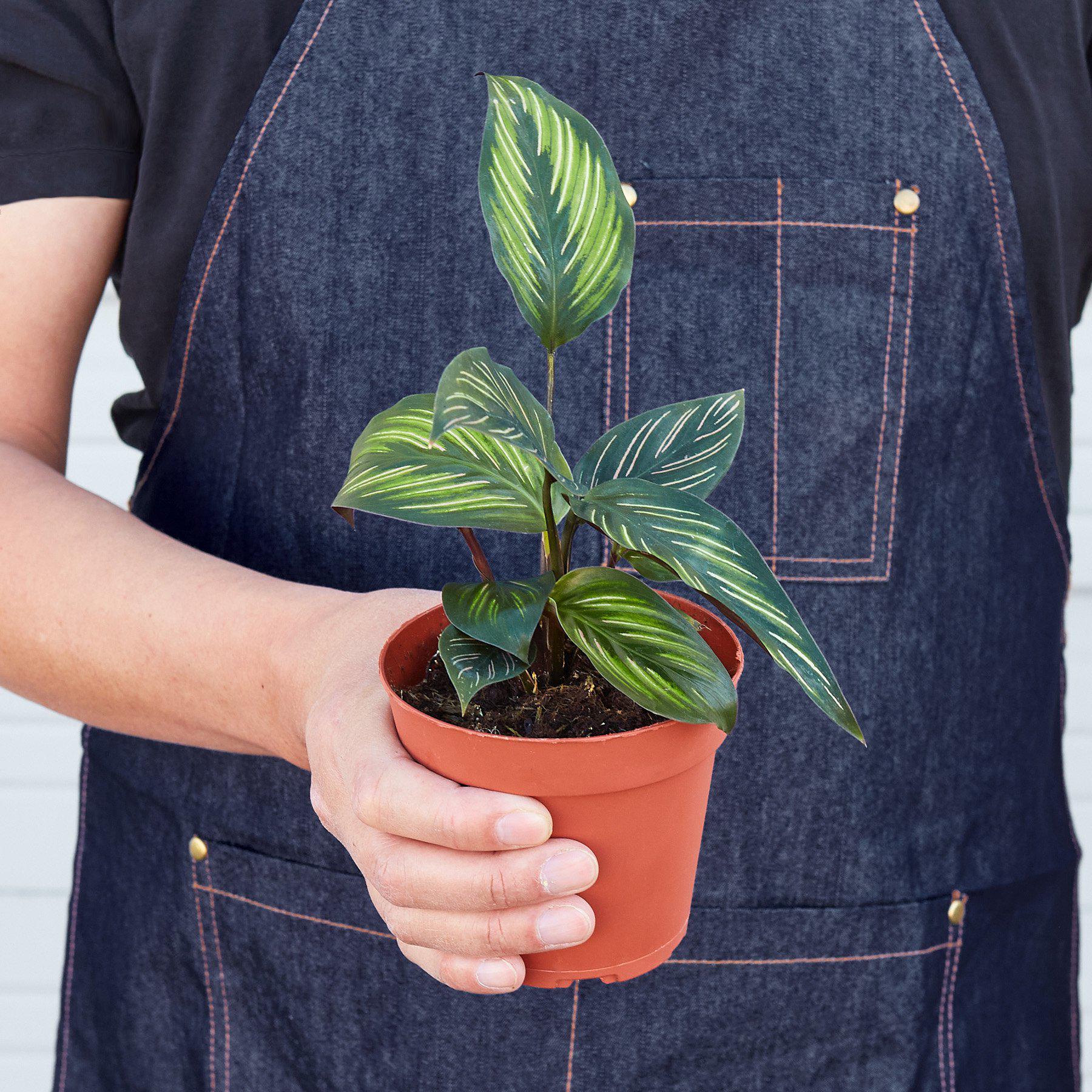 Calathea 'Beauty Star' - Image 3