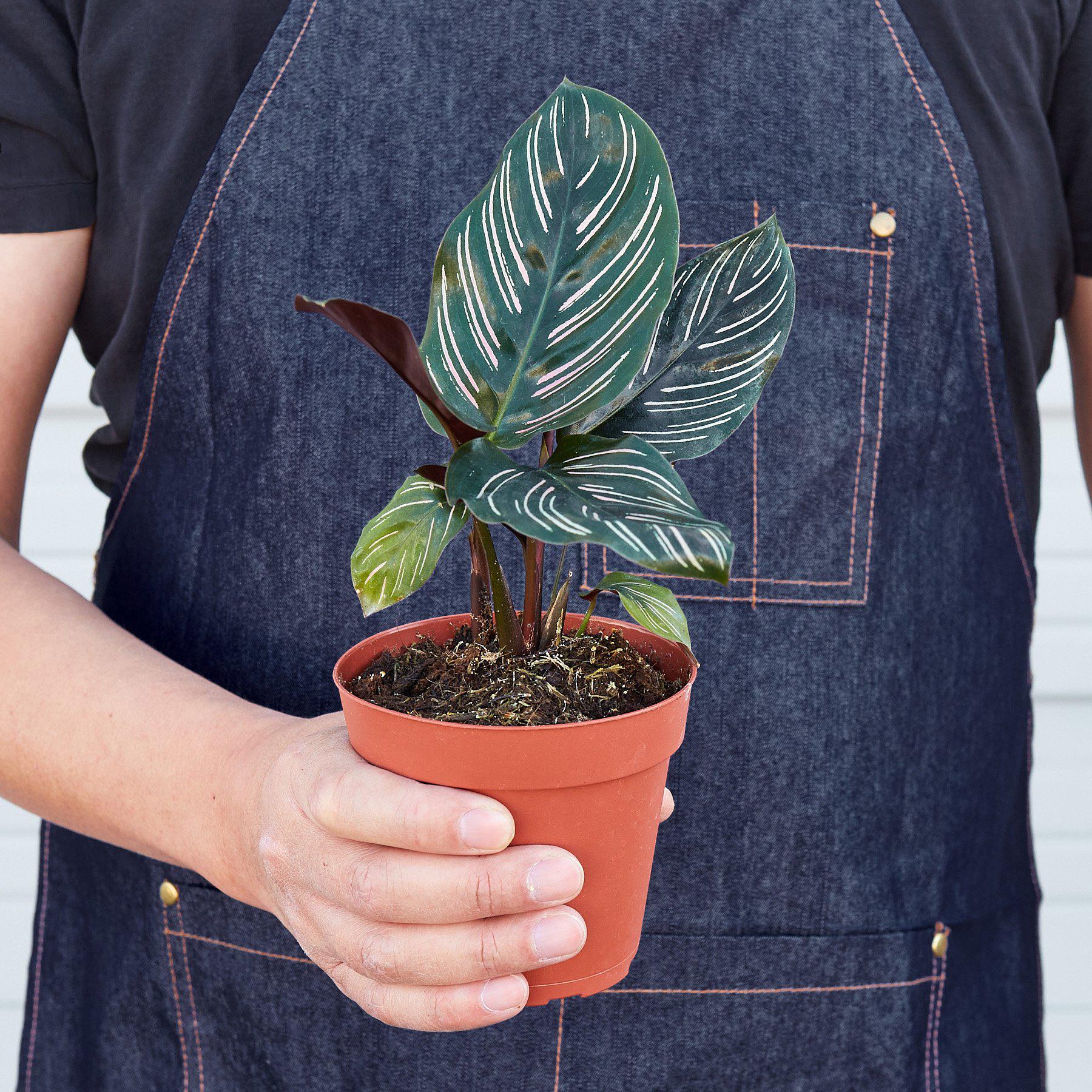 Calathea 'Ornata' - Image 3