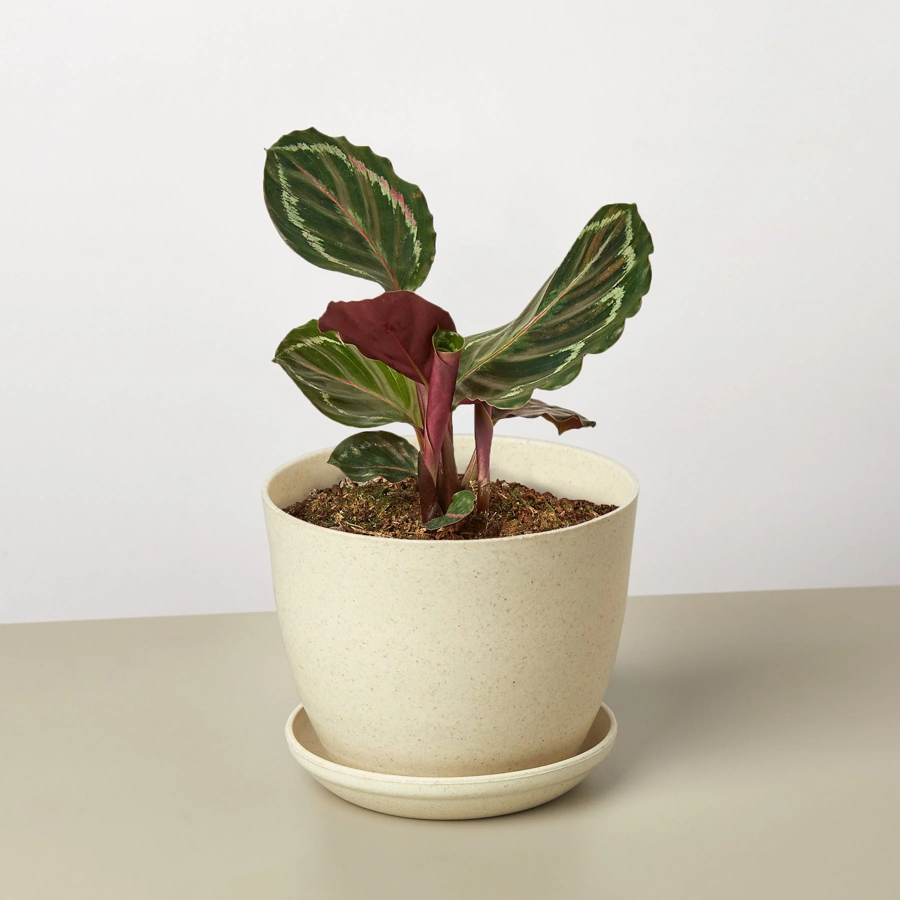 Calathea Roseopicta 'Medallion' - Image 8