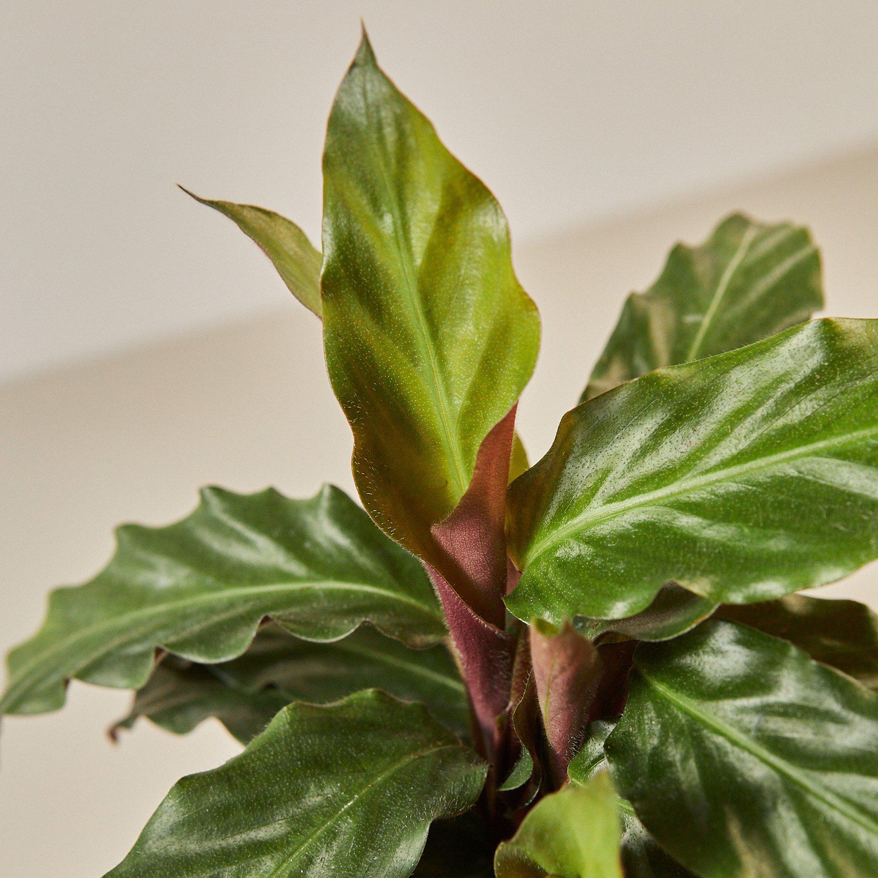Calathea Rufibarba 'Furry Feather' - Image 2