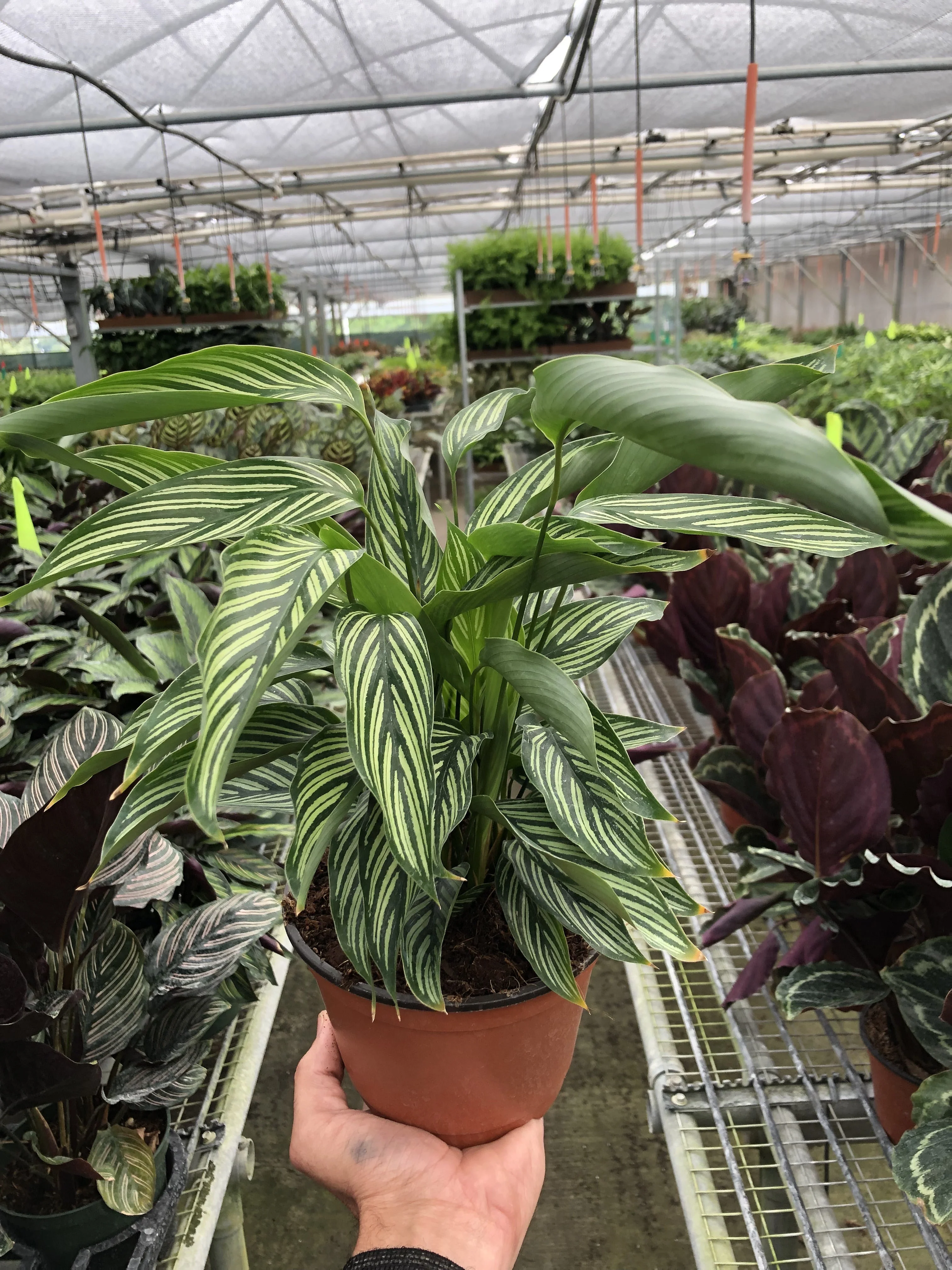 Calathea 'Vittata' - Image 4