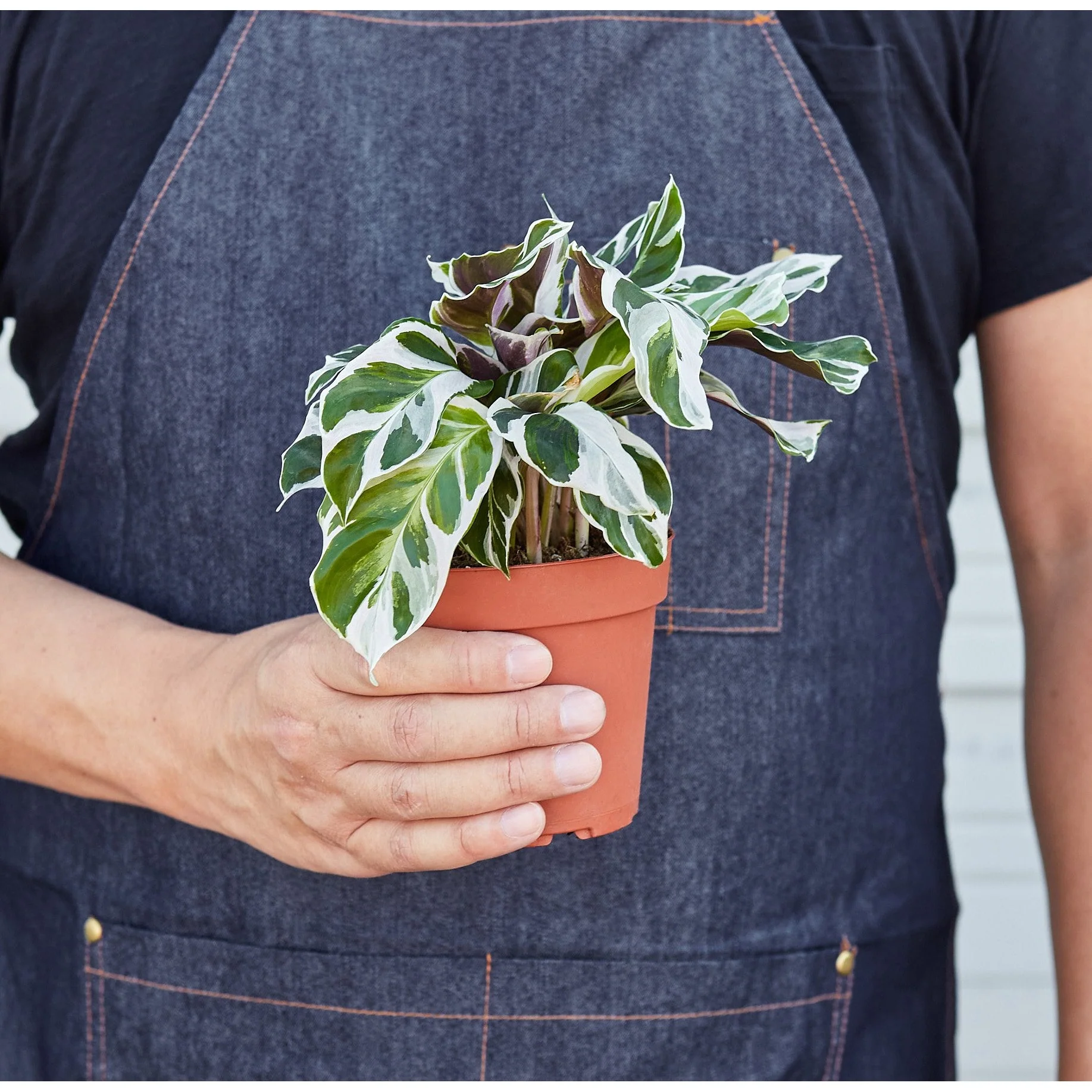 Calathea 'White Fusion' - Image 3