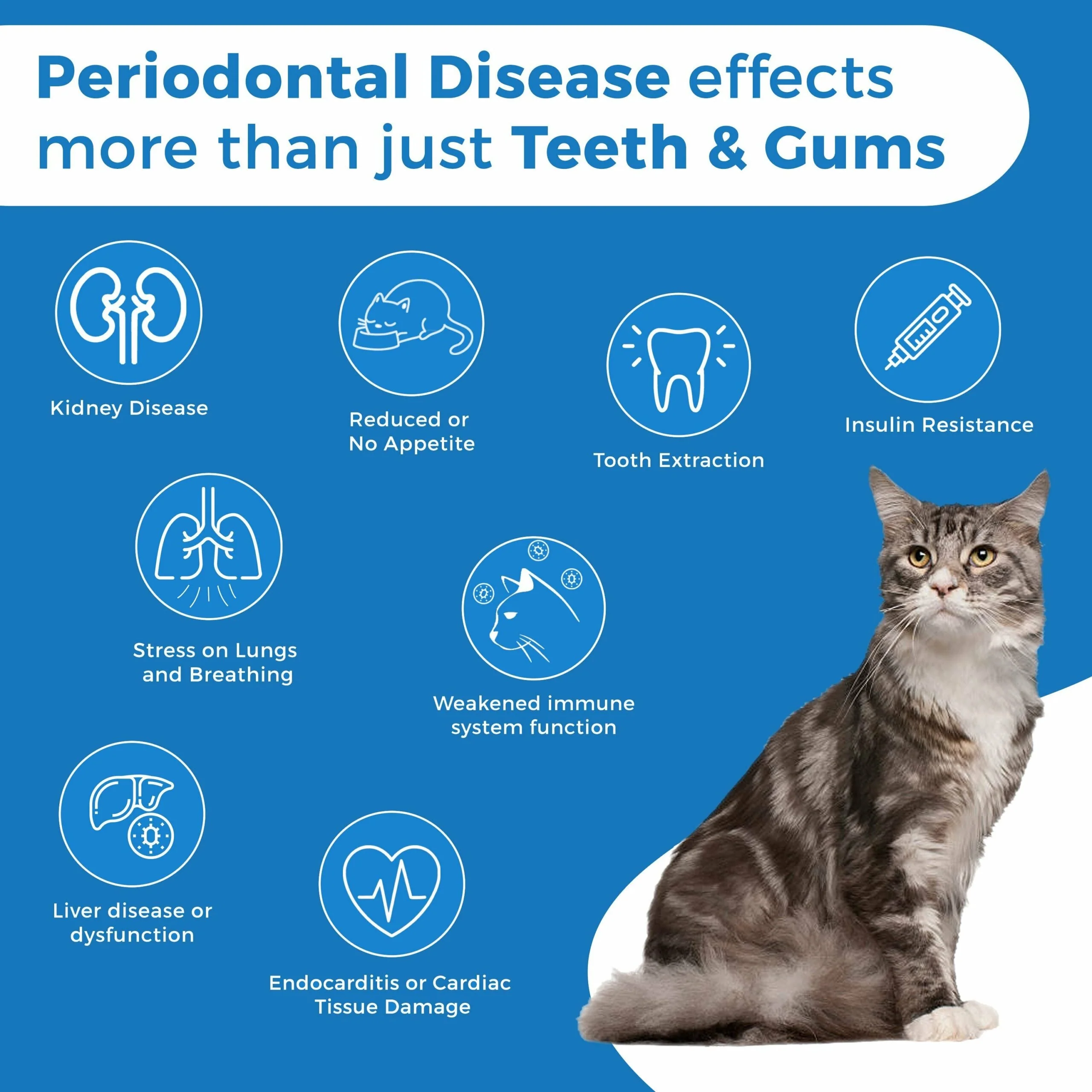 Cat Dental Care and Bad Breath Remedy - Natural Solution for Better Feline Oral Health by BestLife4Pets - Image 6