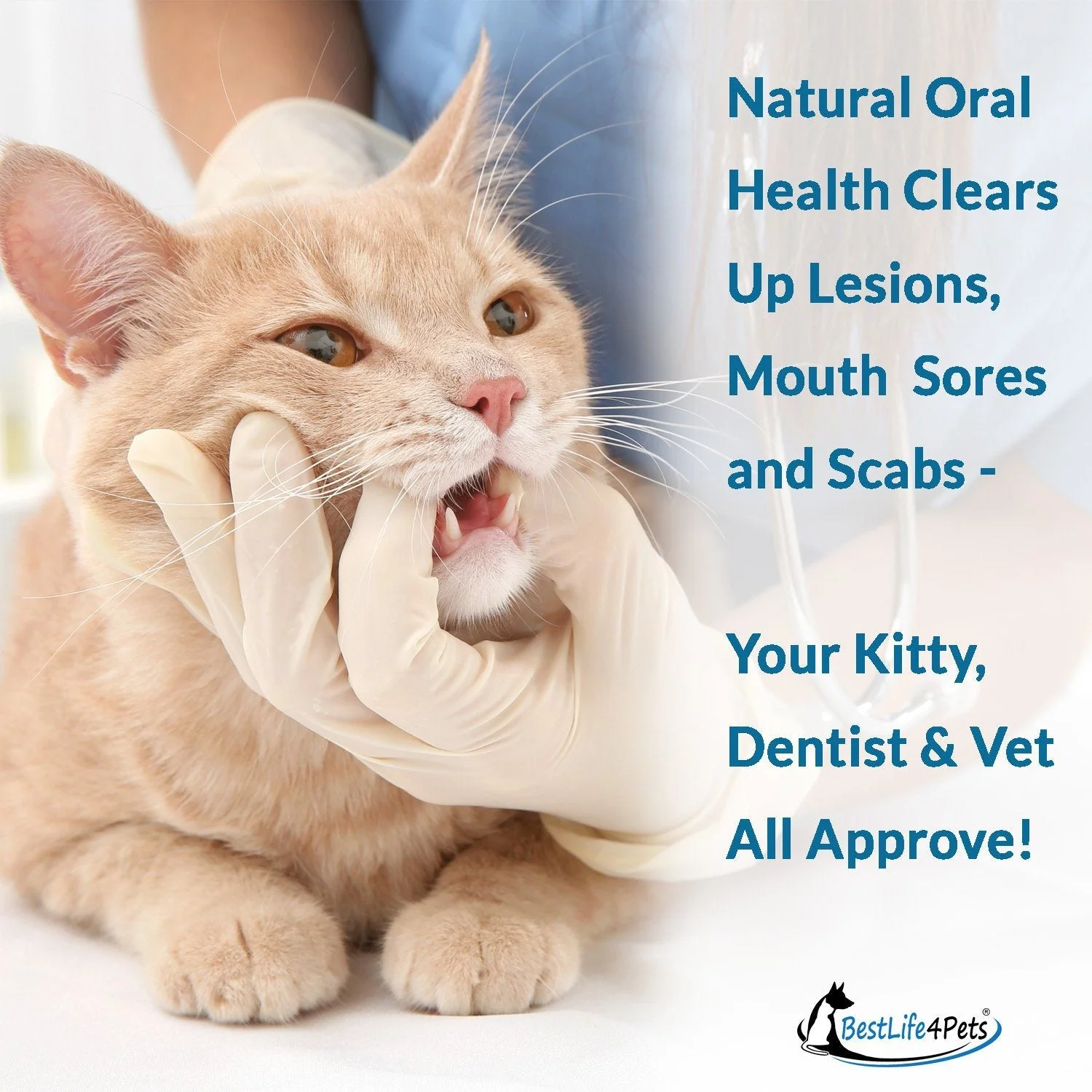 Cat Dental Care and Bad Breath Remedy - Natural Solution for Better Feline Oral Health by BestLife4Pets - Image 8