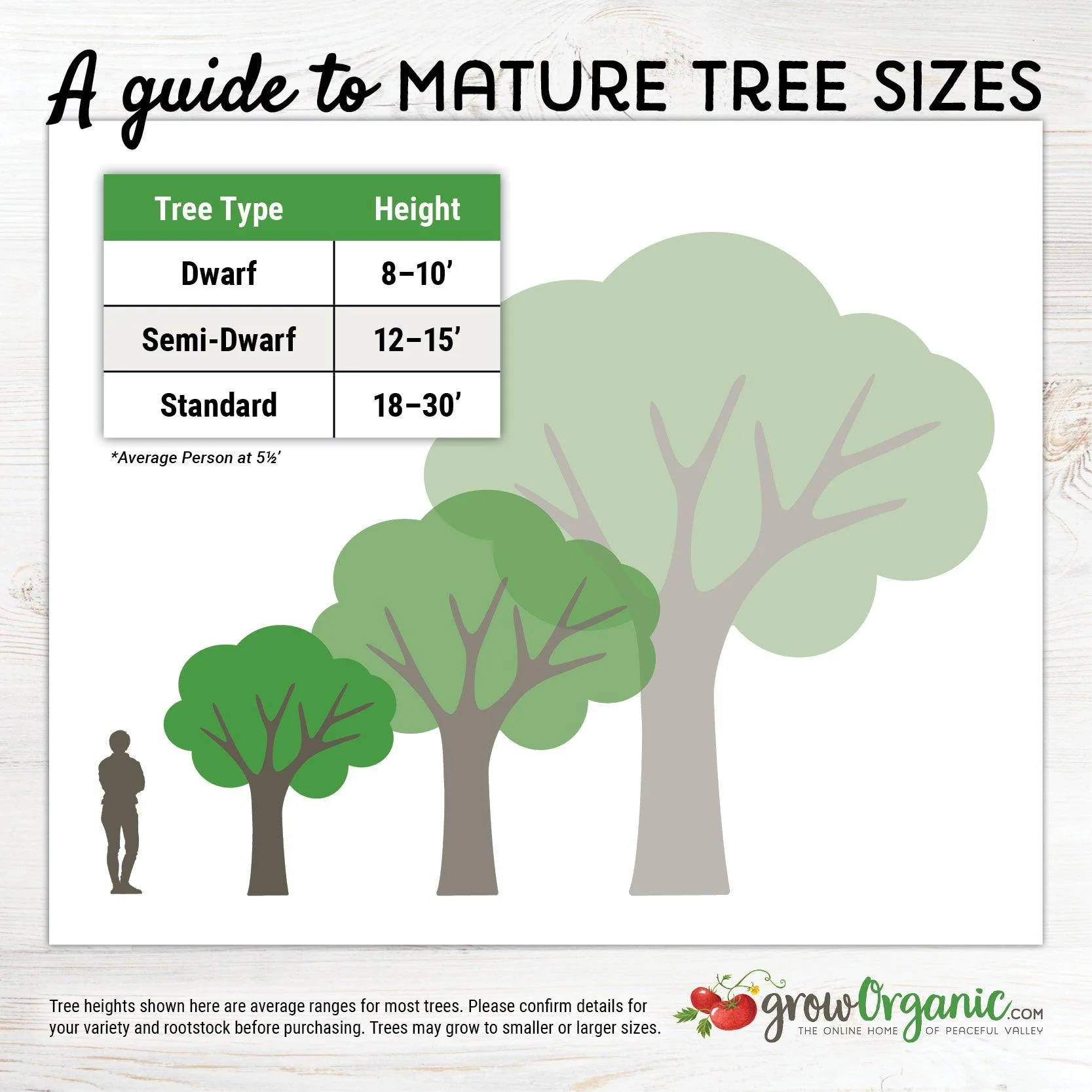 Chandler Walnut Tree - Image 4