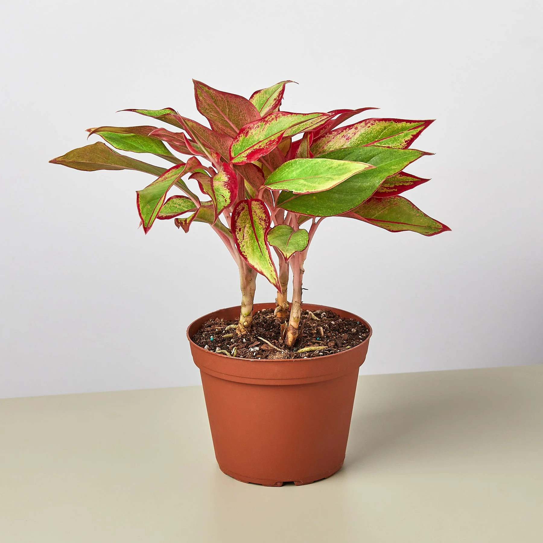 Chinese Evergreen 'Red Siam' - Image 4
