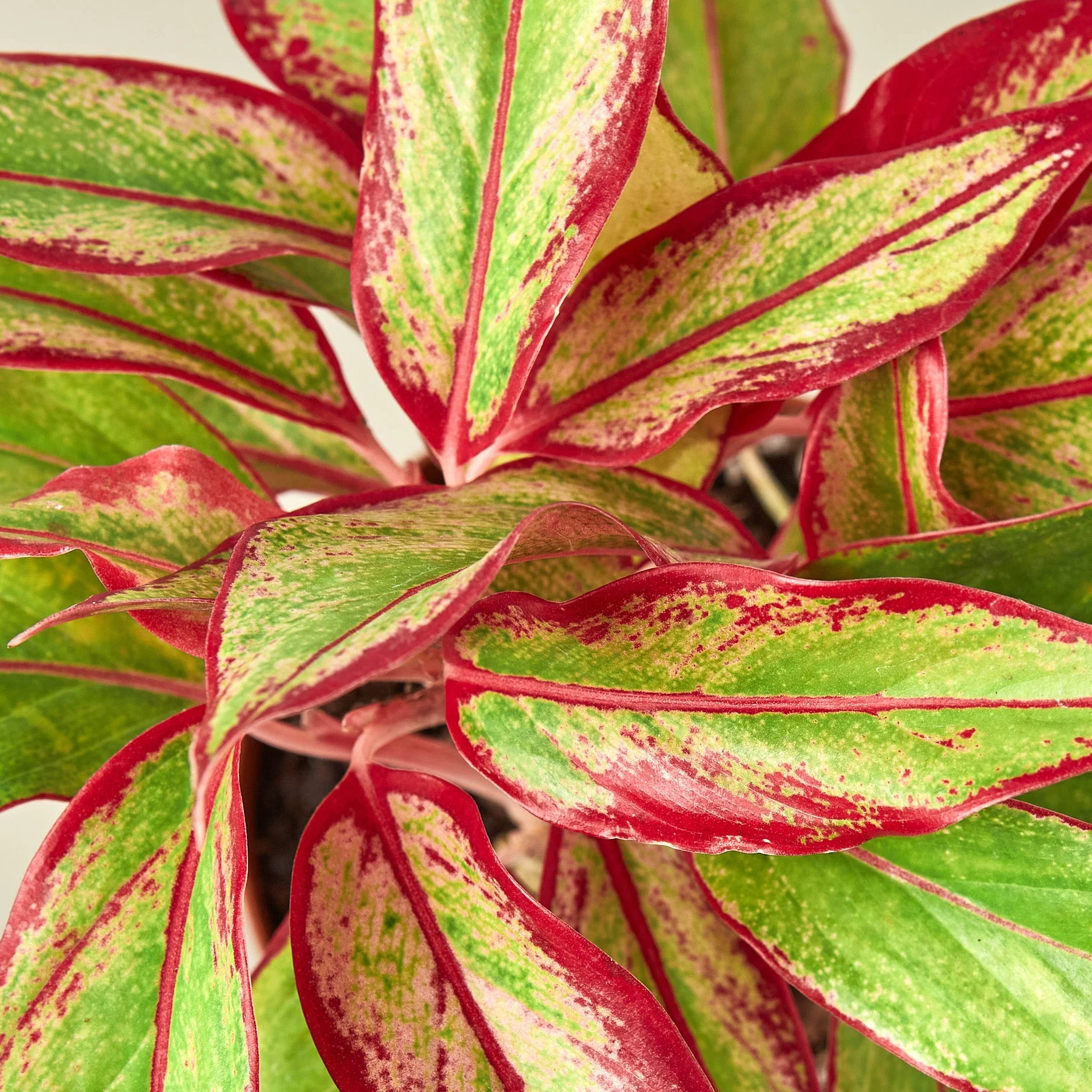 Chinese Evergreen 'Red Siam' - Image 5