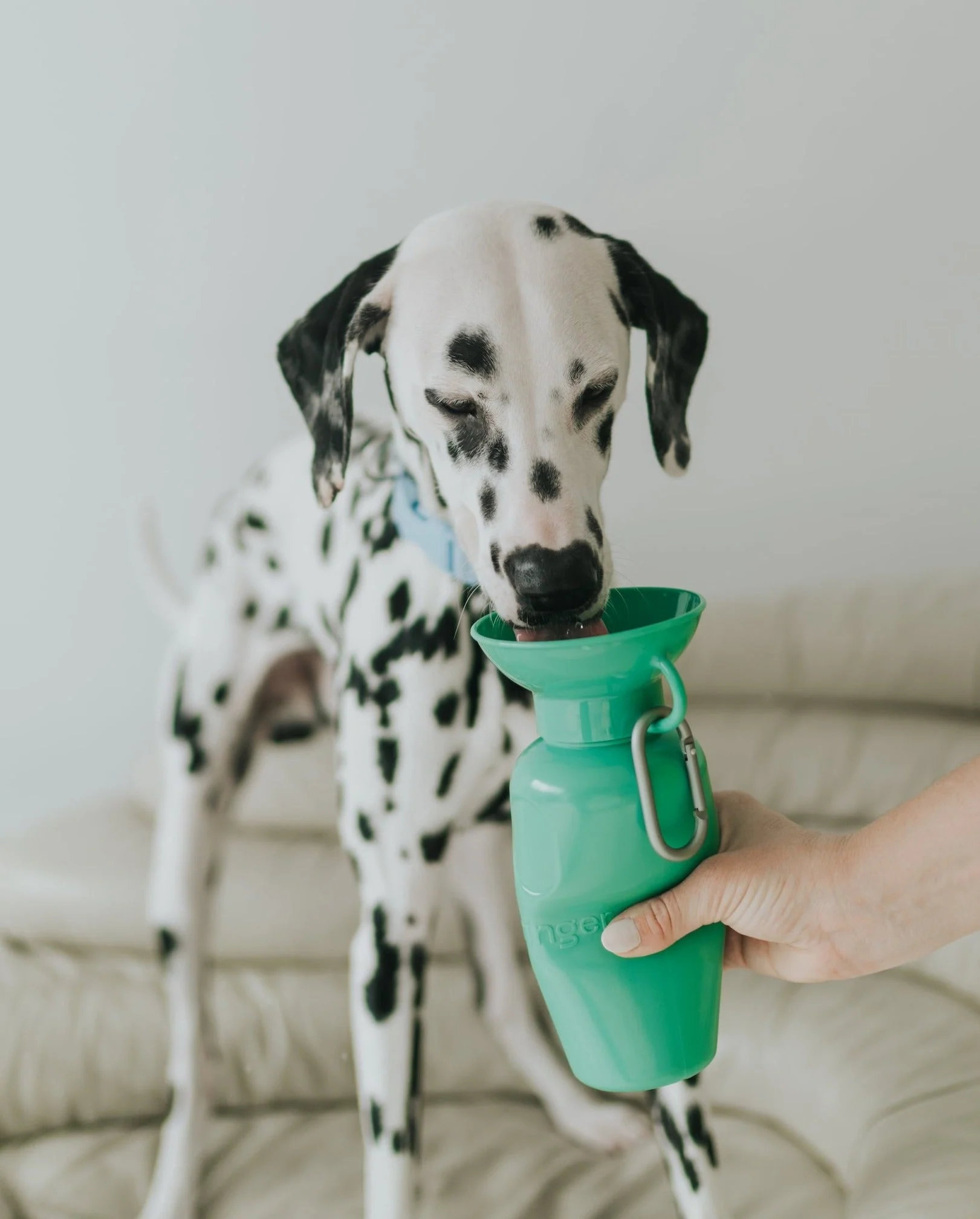 Classic Dog Travel Bottle - Image 8
