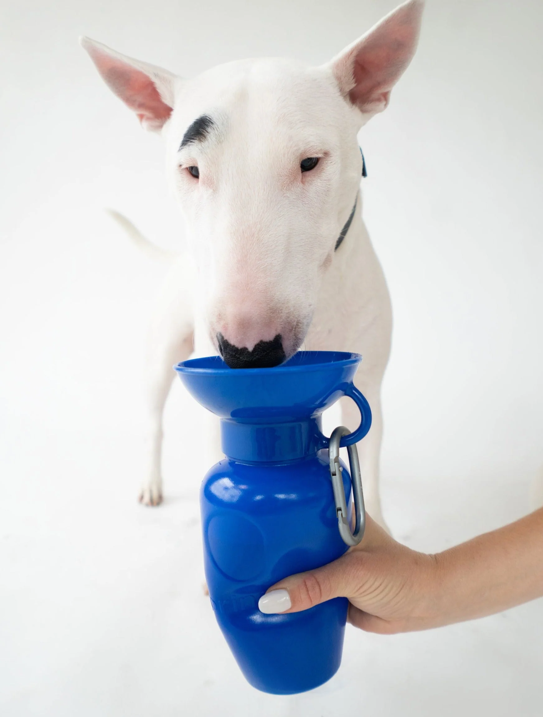 Classic Dog Travel Bottle - Image 19
