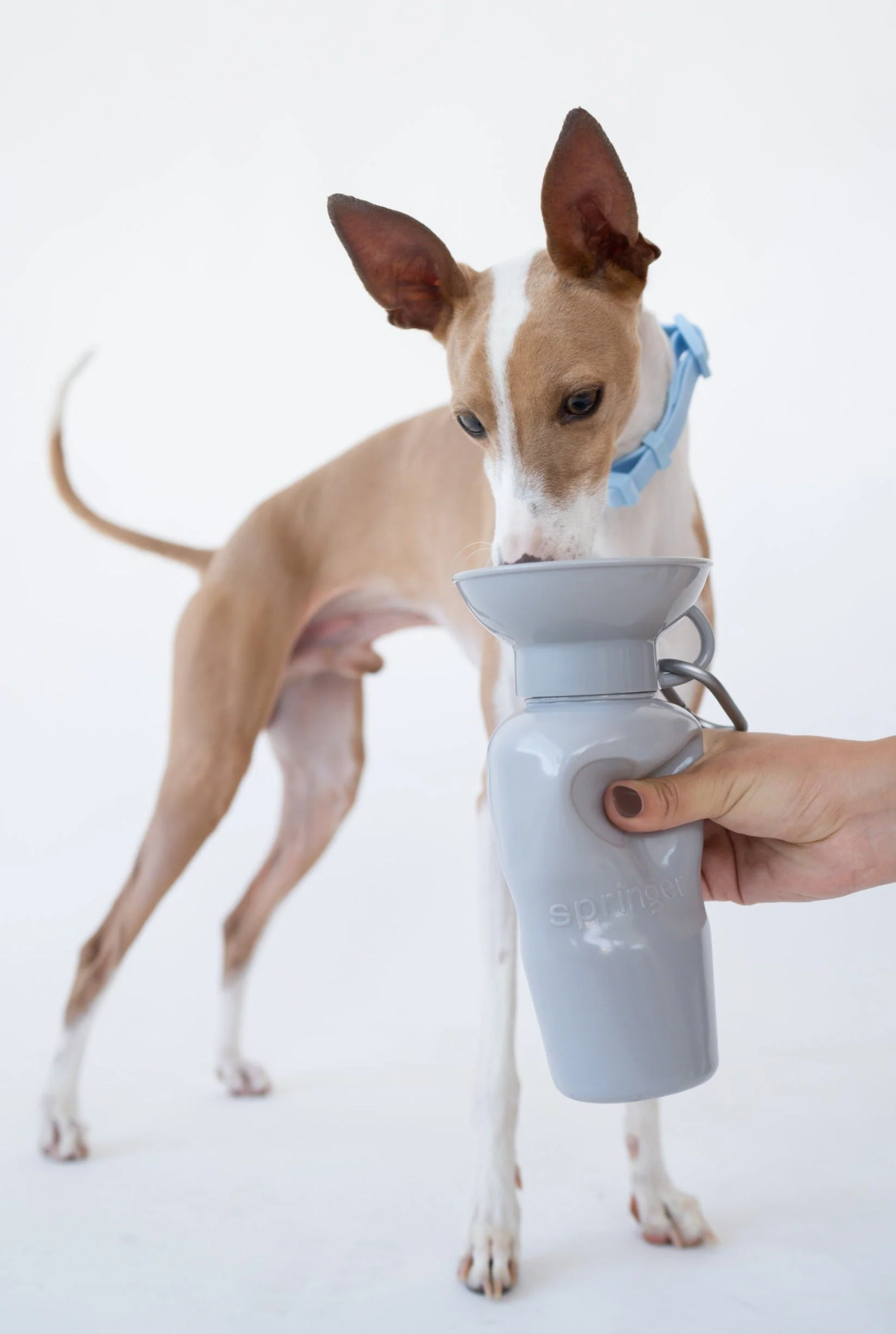 Classic Dog Travel Bottle - Image 26