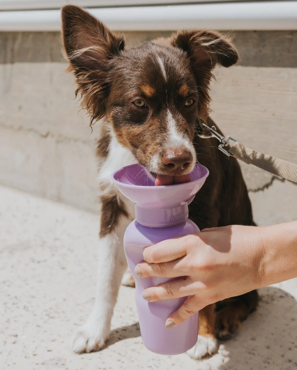 Classic Dog Travel Bottle - Image 24