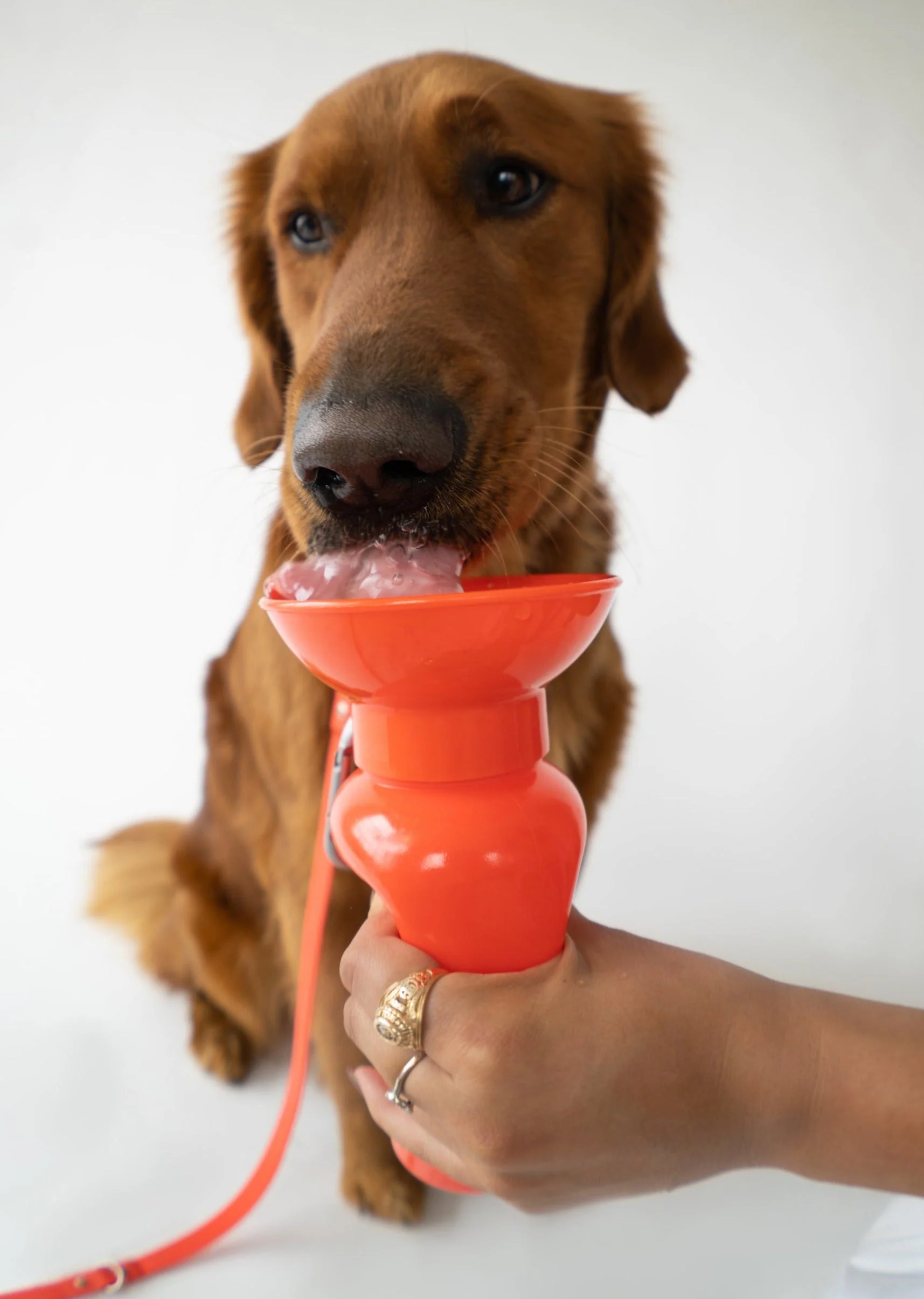 Classic Dog Travel Bottle - Image 2