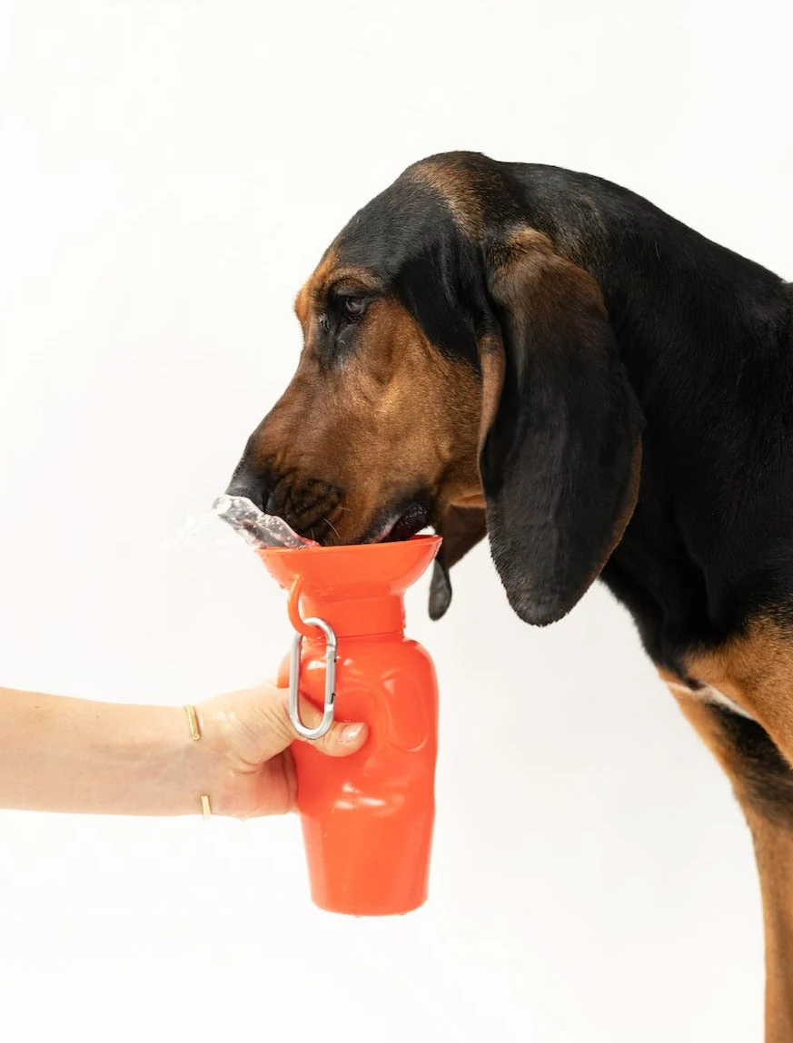 Classic Dog Travel Bottle - Image 5