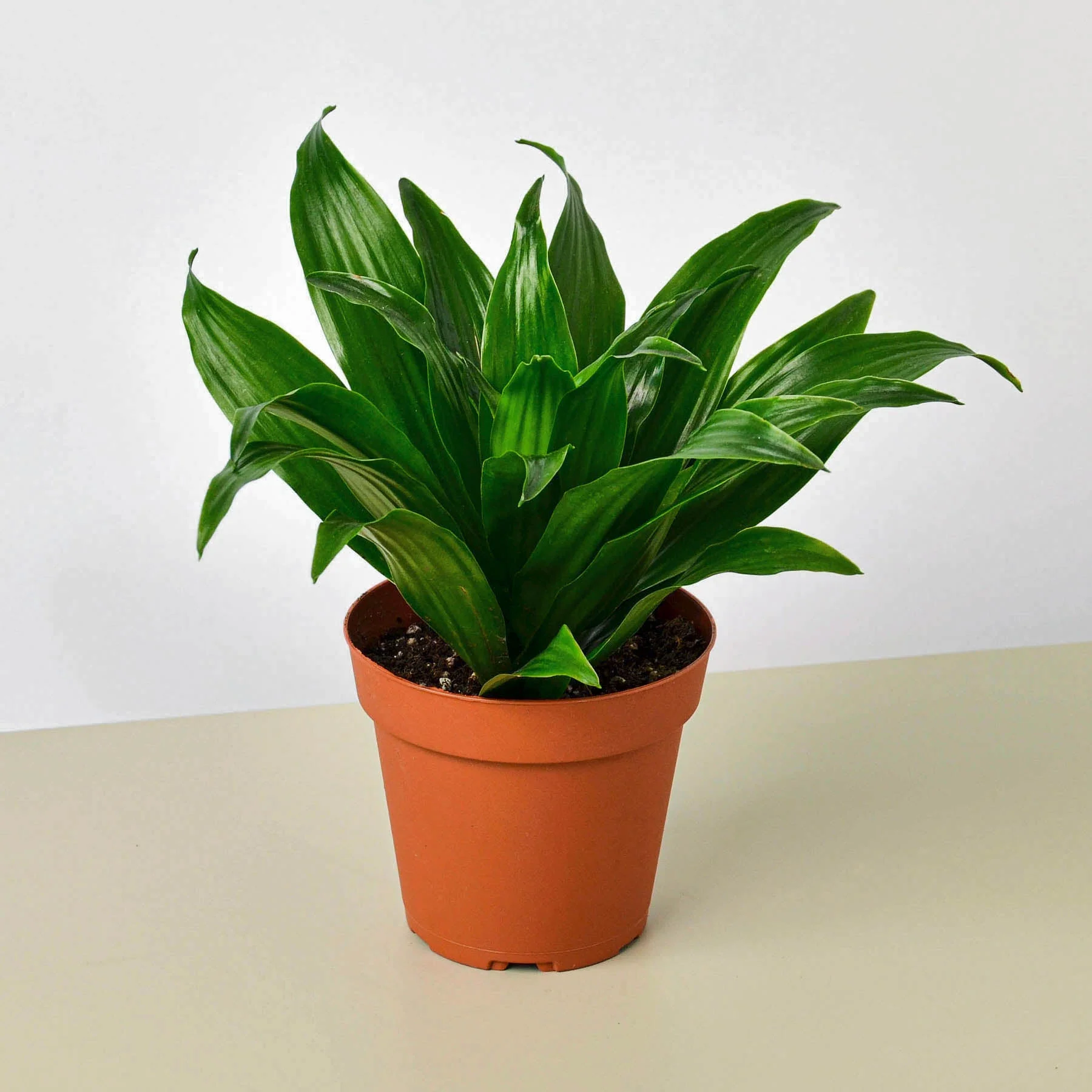 Creepy Plant Bundle - Image 2