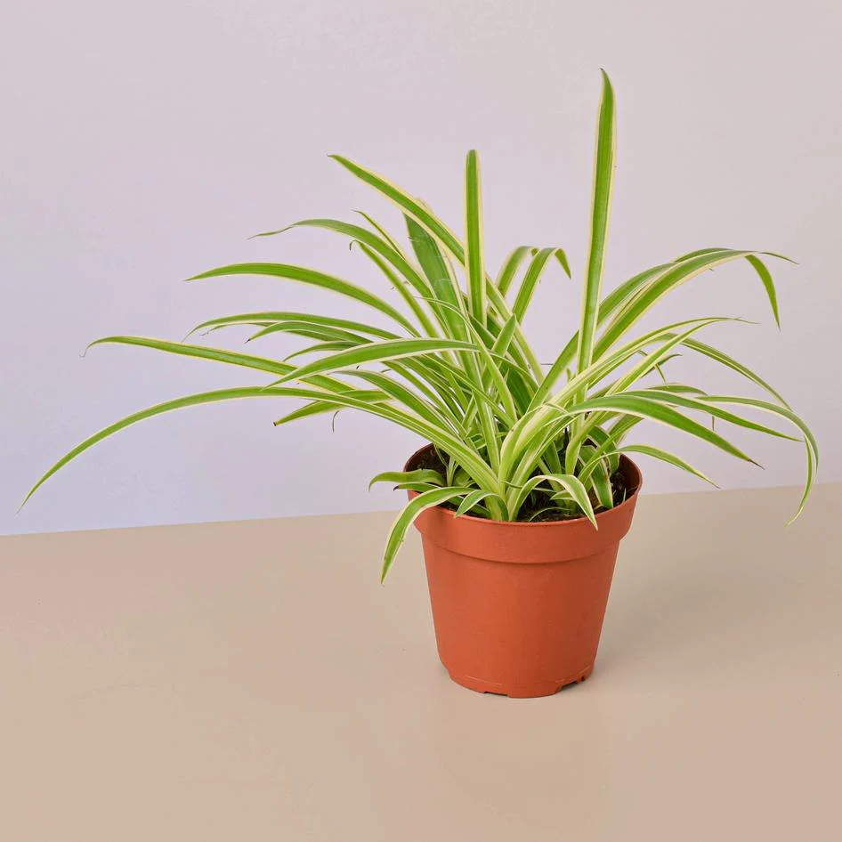 Creepy Plant Bundle - Image 3