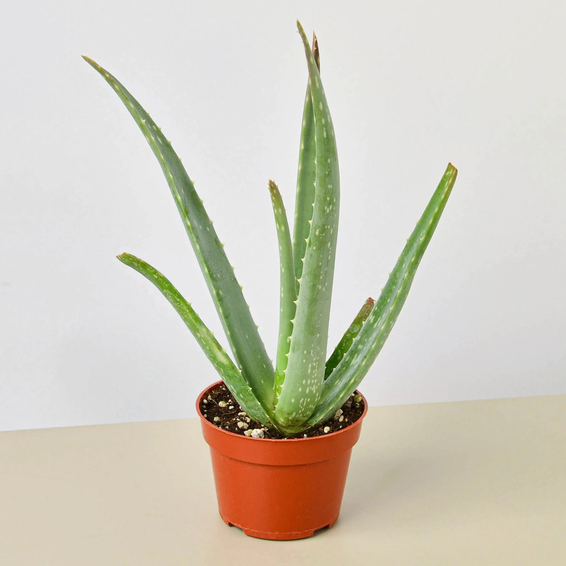 Creepy Plant Bundle - Image 4