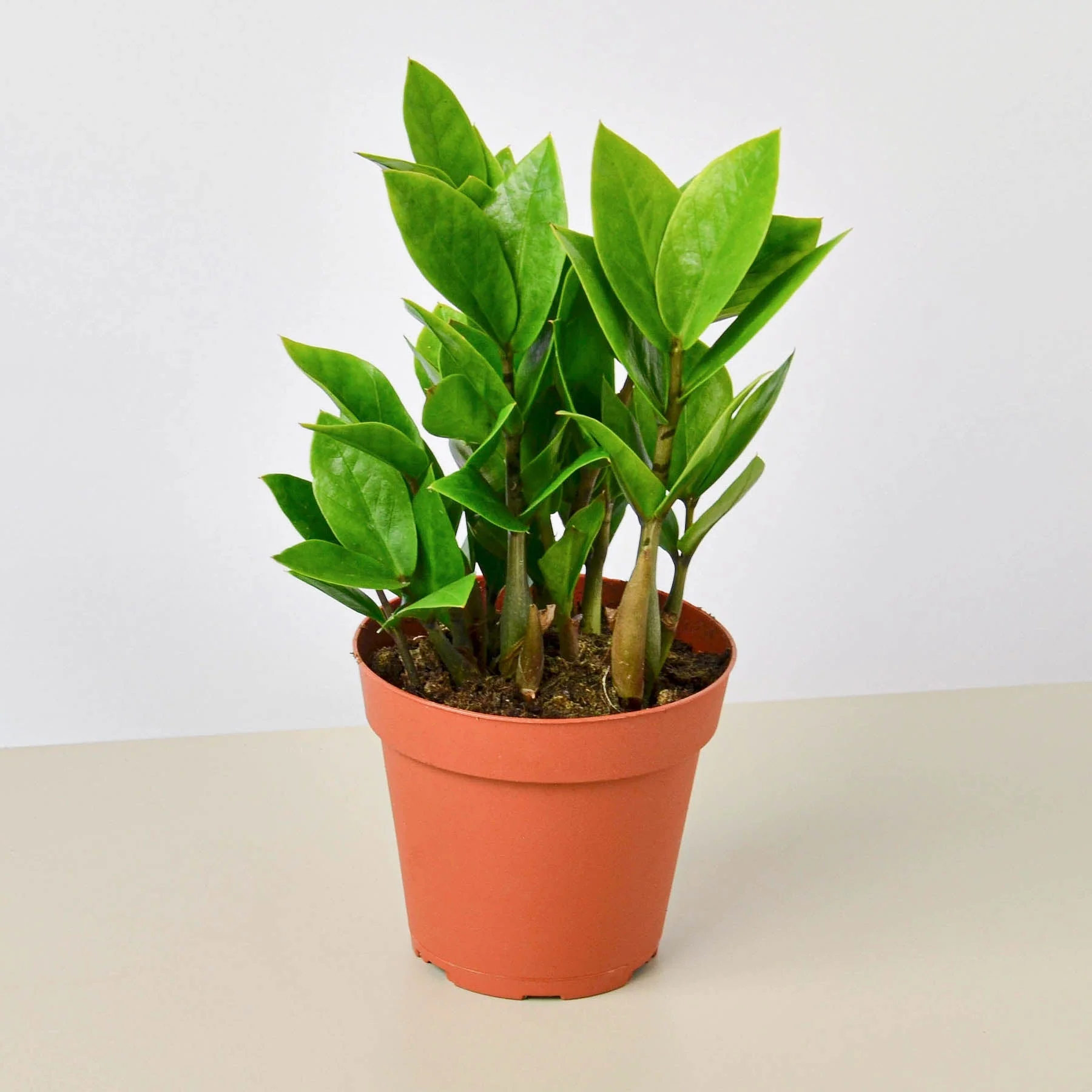Creepy Plant Bundle - Image 5