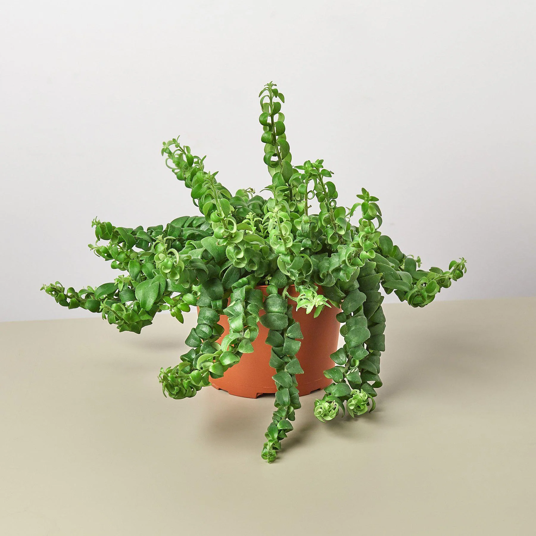 Curly Lipstick Plant - Image 3