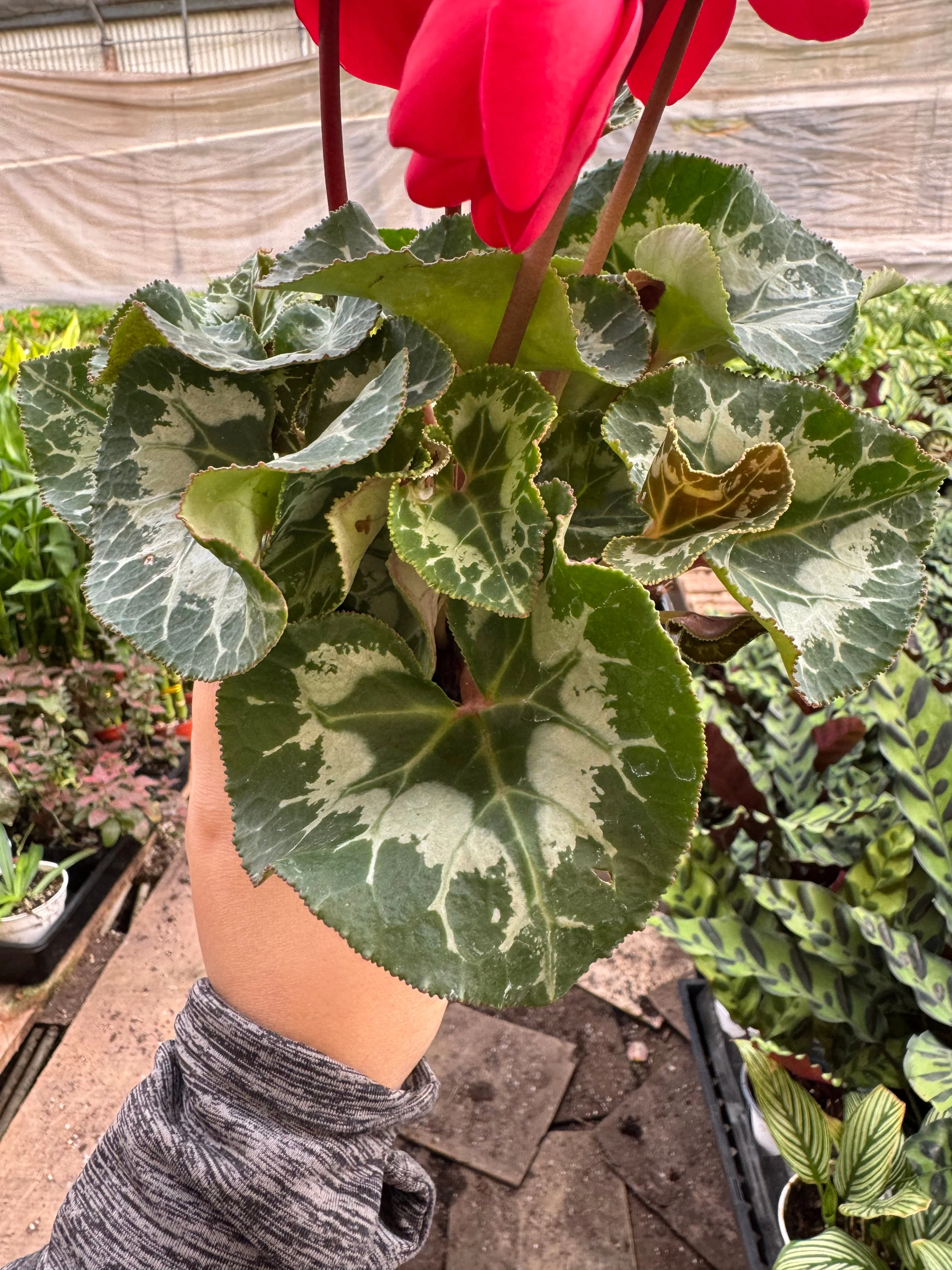 Cyclamen 'Red' - Image 3