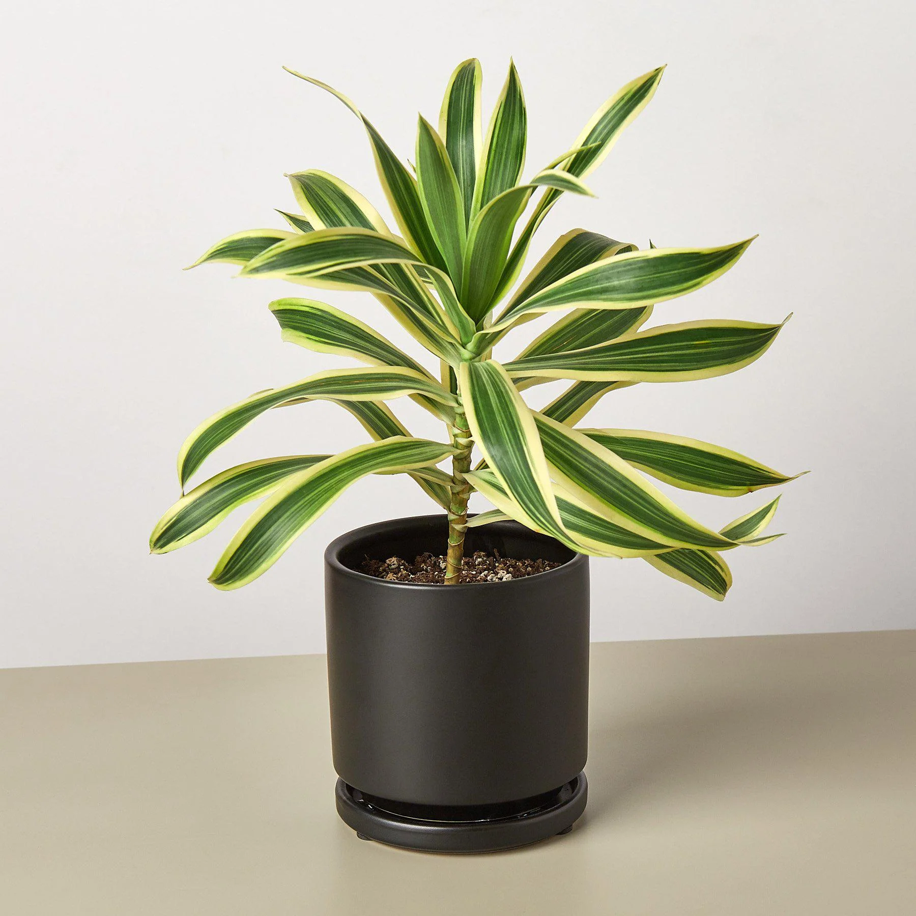 Cylinder Planter - Image 3