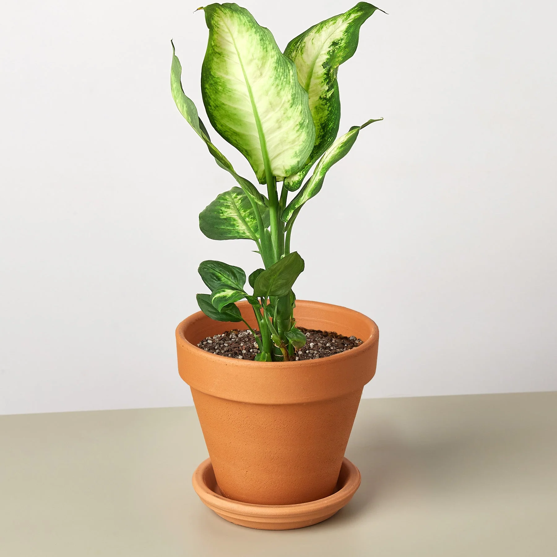 Dieffenbachia Camille - Image 11