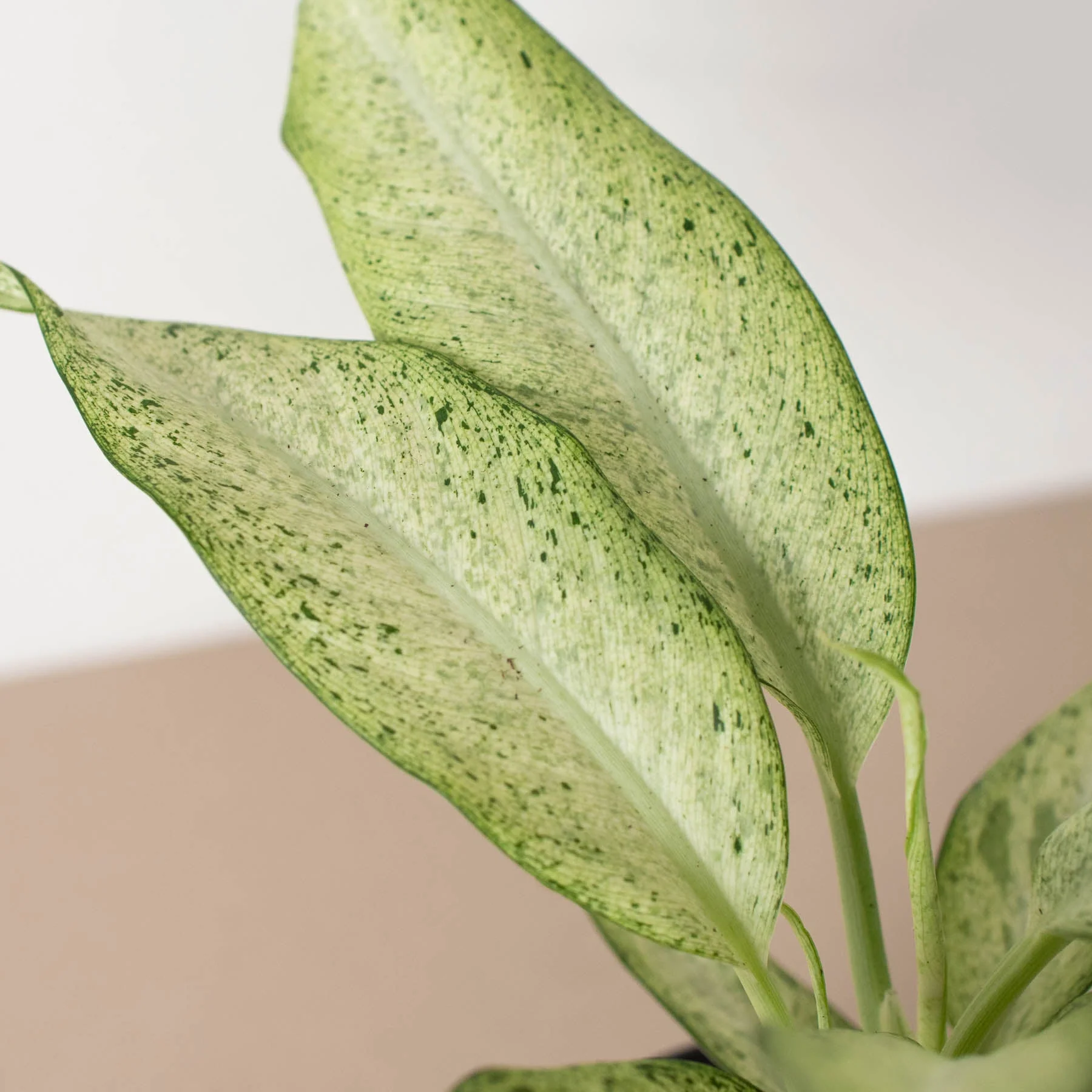 Dieffenbachia 'Camouflage' - Image 2
